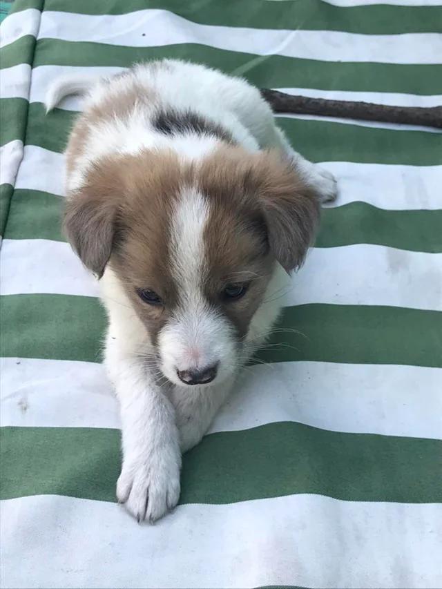 Picture of what is now, my deceased dog r/DOG