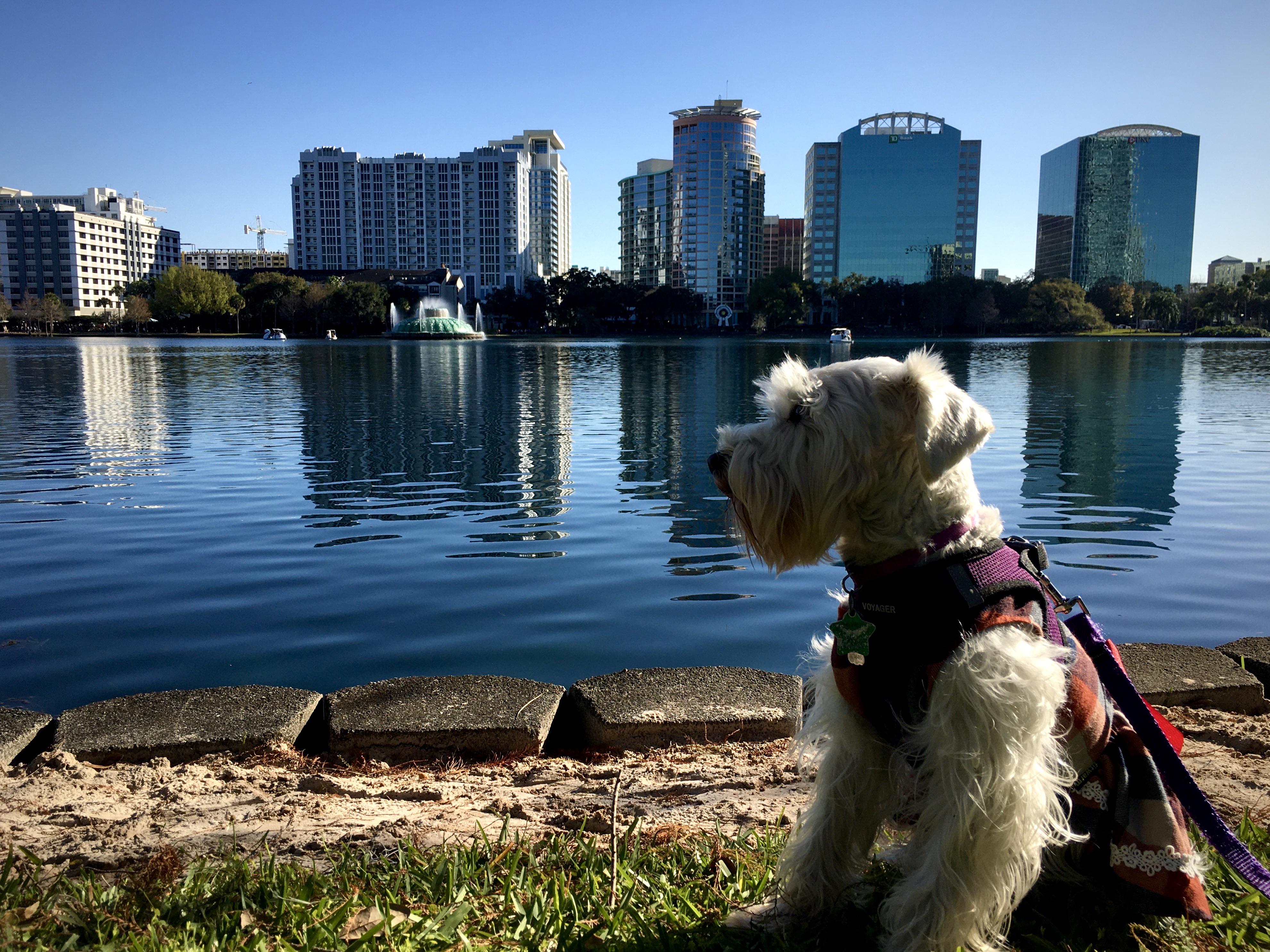 Athena exploring Orlando, FL r/MiniatureSchnauzer