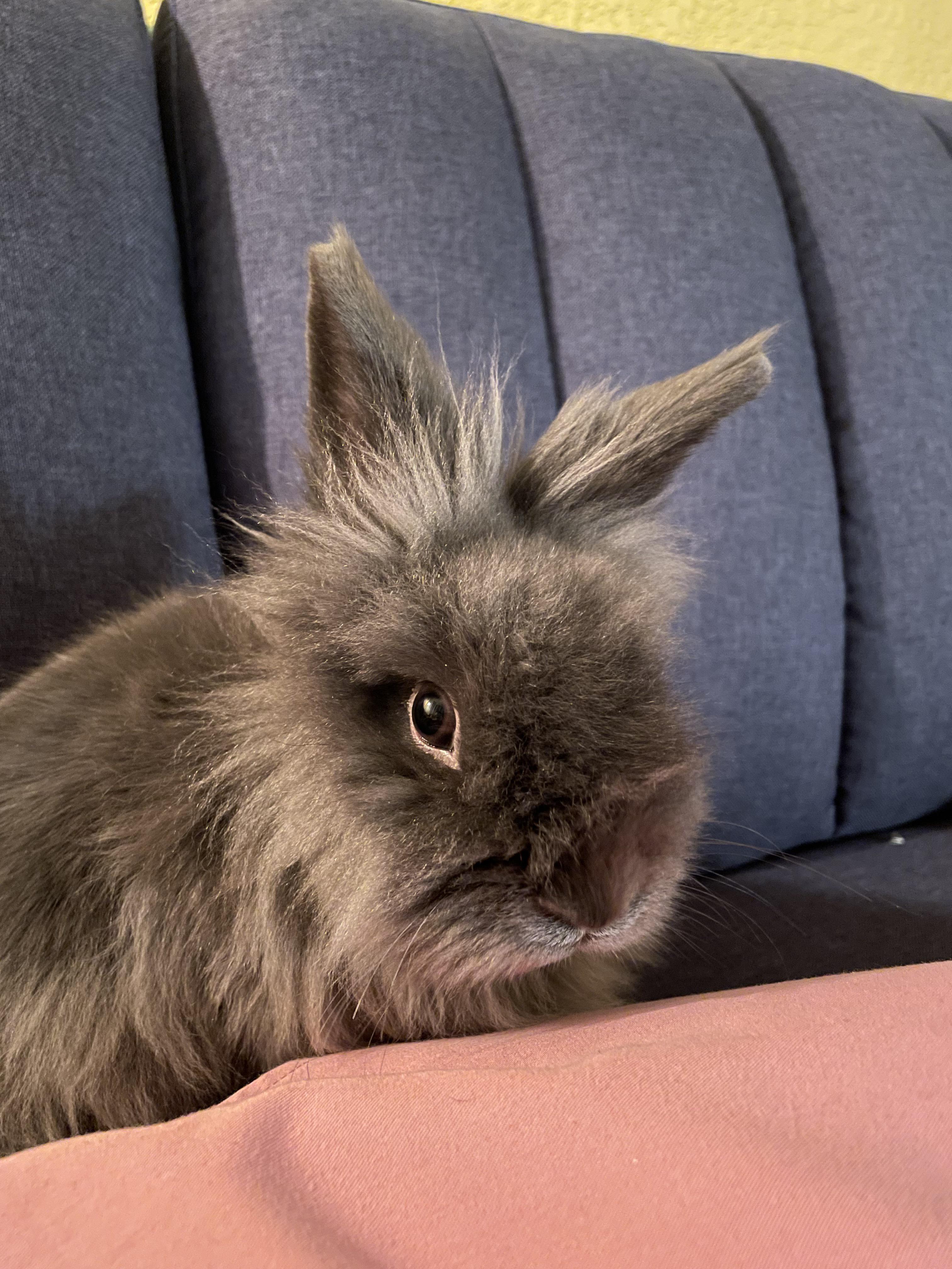 Silent auction for my local rabbit nonprofit to support some sweet