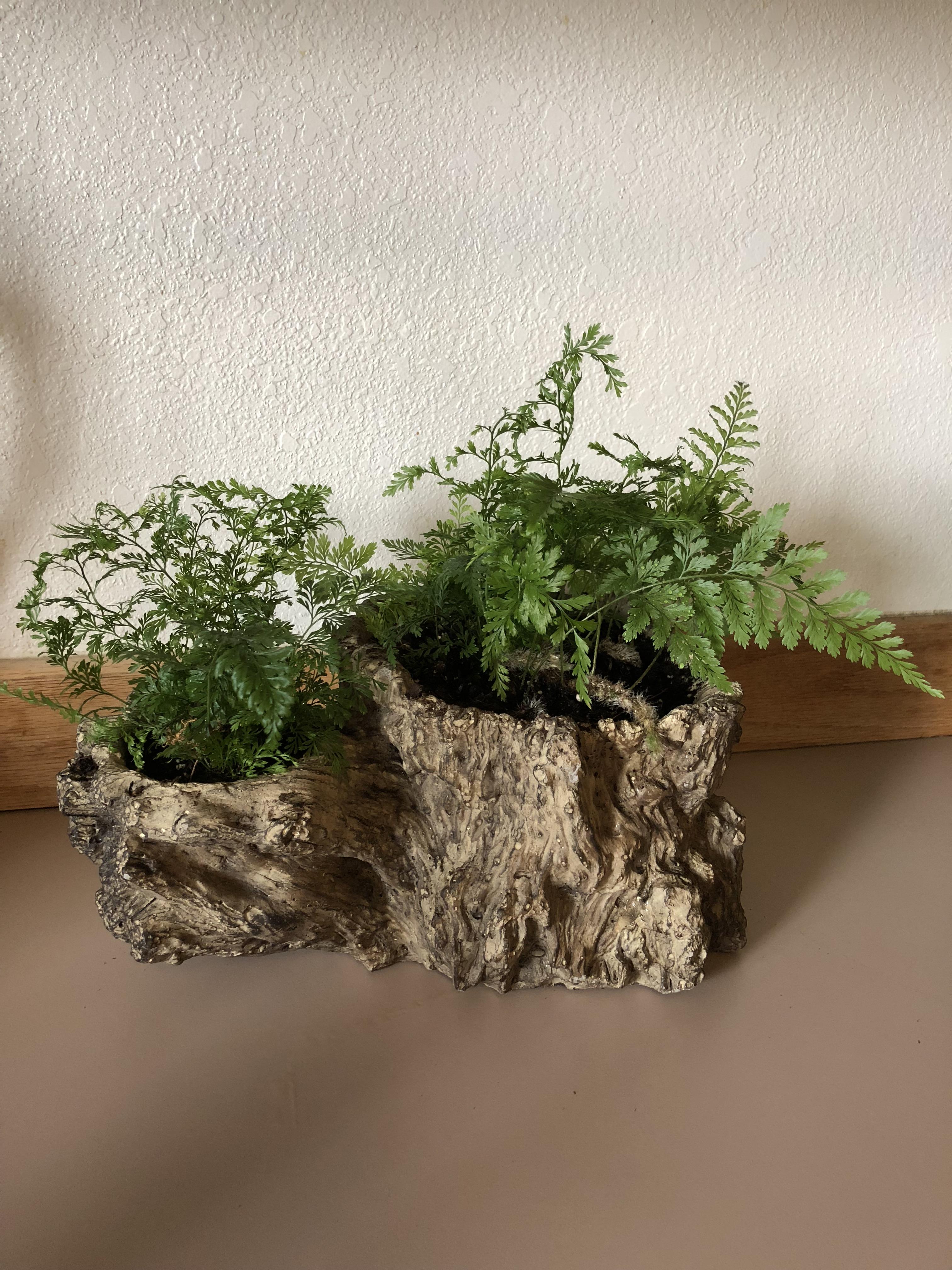 Found two Rabbit Foot Ferns and a wonderful tree stand for them. My cat