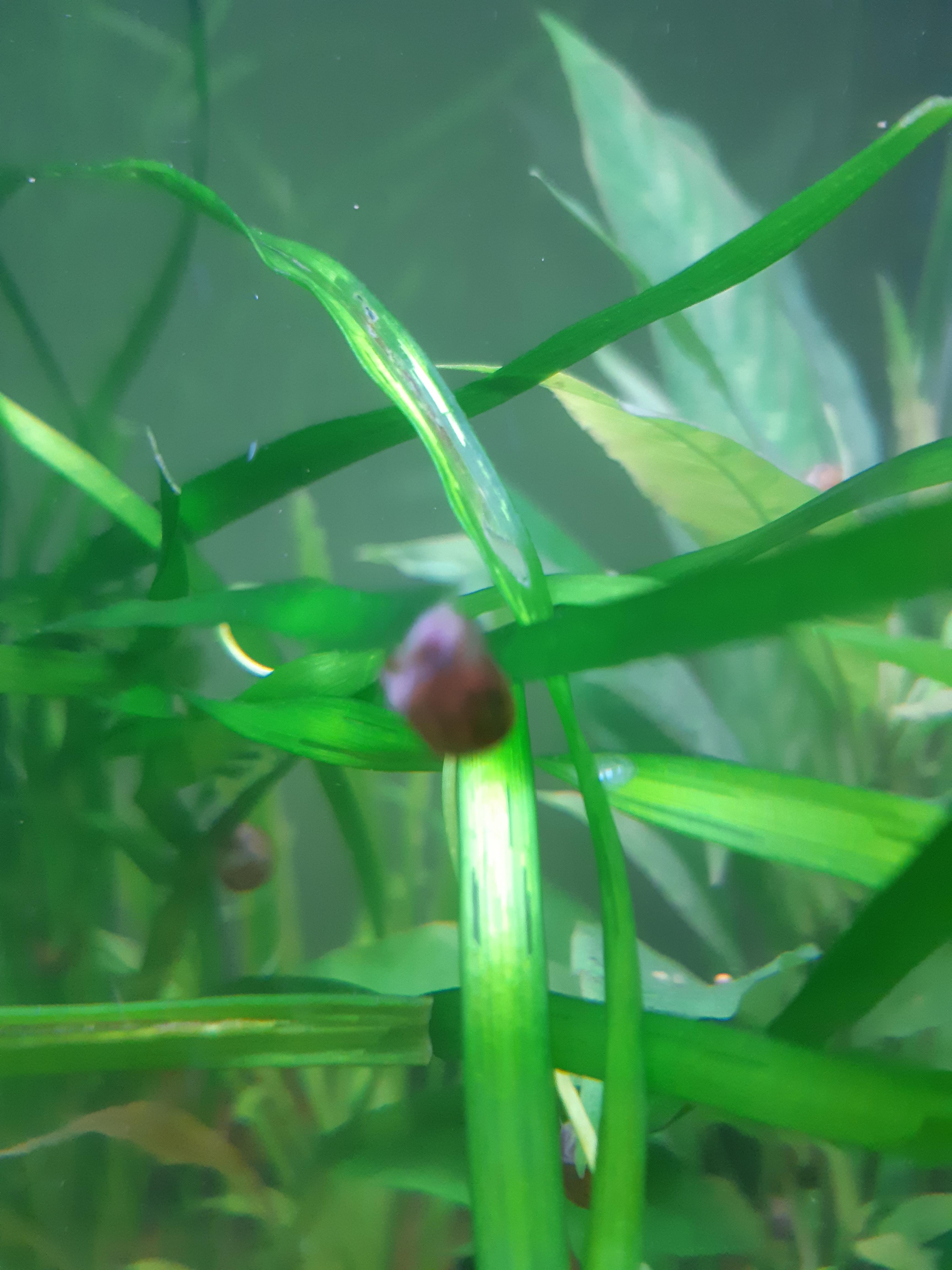 So I recently planted a reed like plant and my small snails latch on to