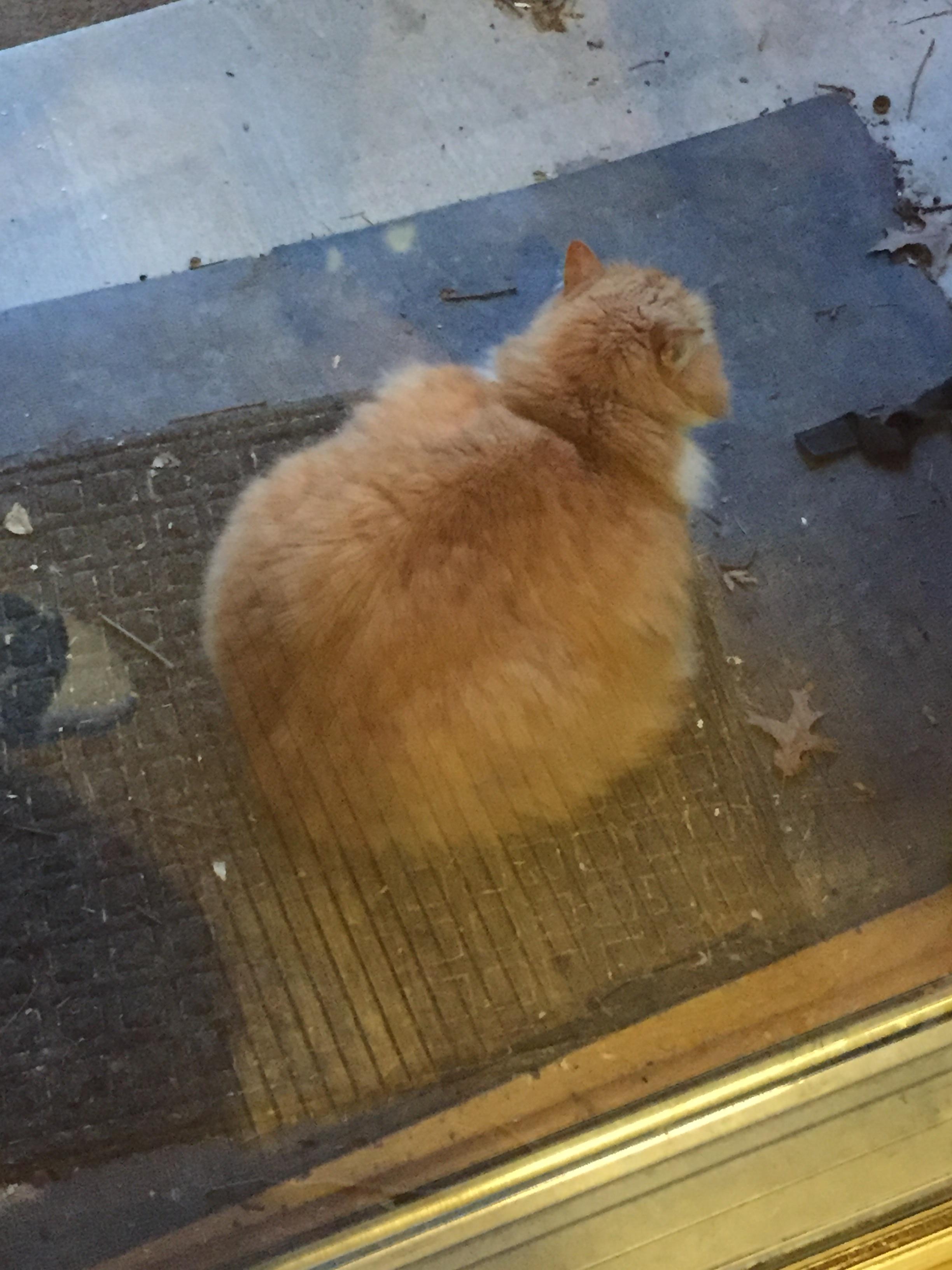 This is my 20 pound cat Elvis r/aww