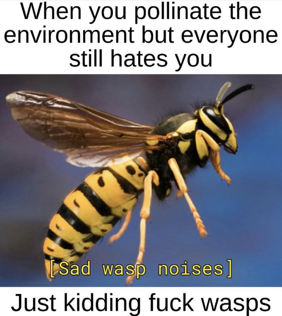 Interesting facts about wasps