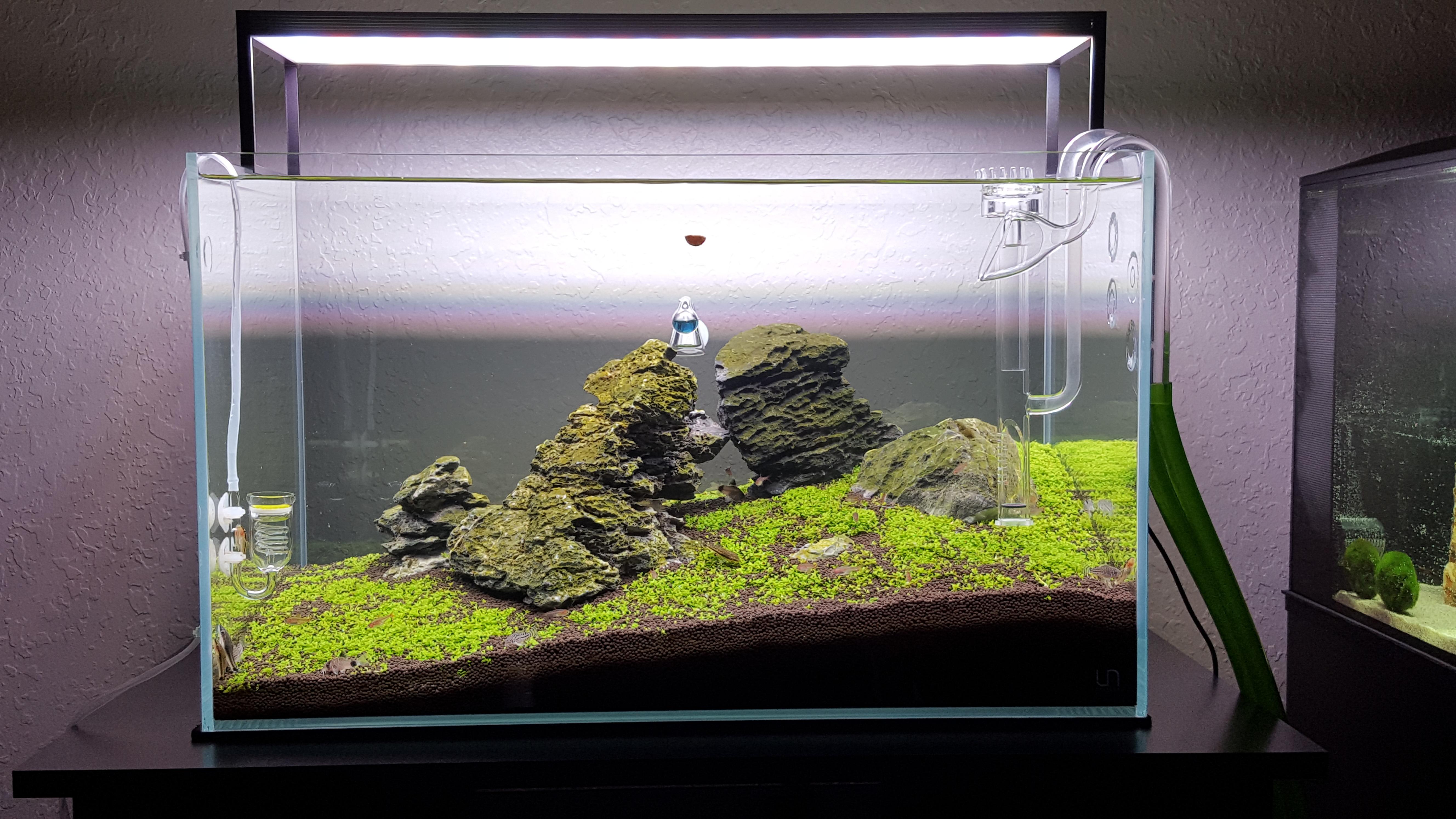 [FTS] First Aquarium Iwagumi PlantedTank