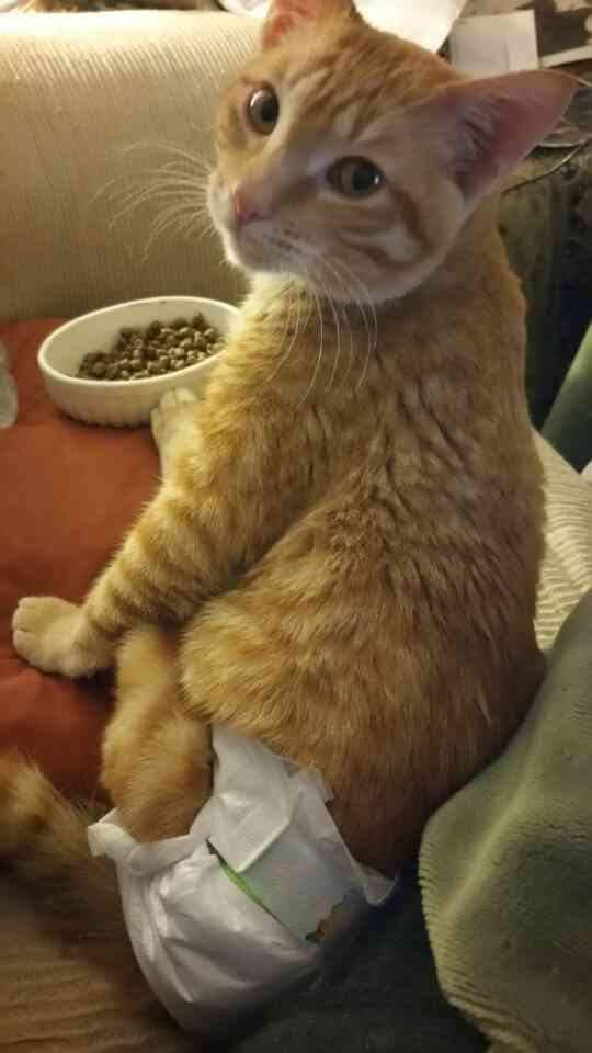 Cat Breathing Heavy And Can't Walk Cat Meme Stock Pictures and Photos