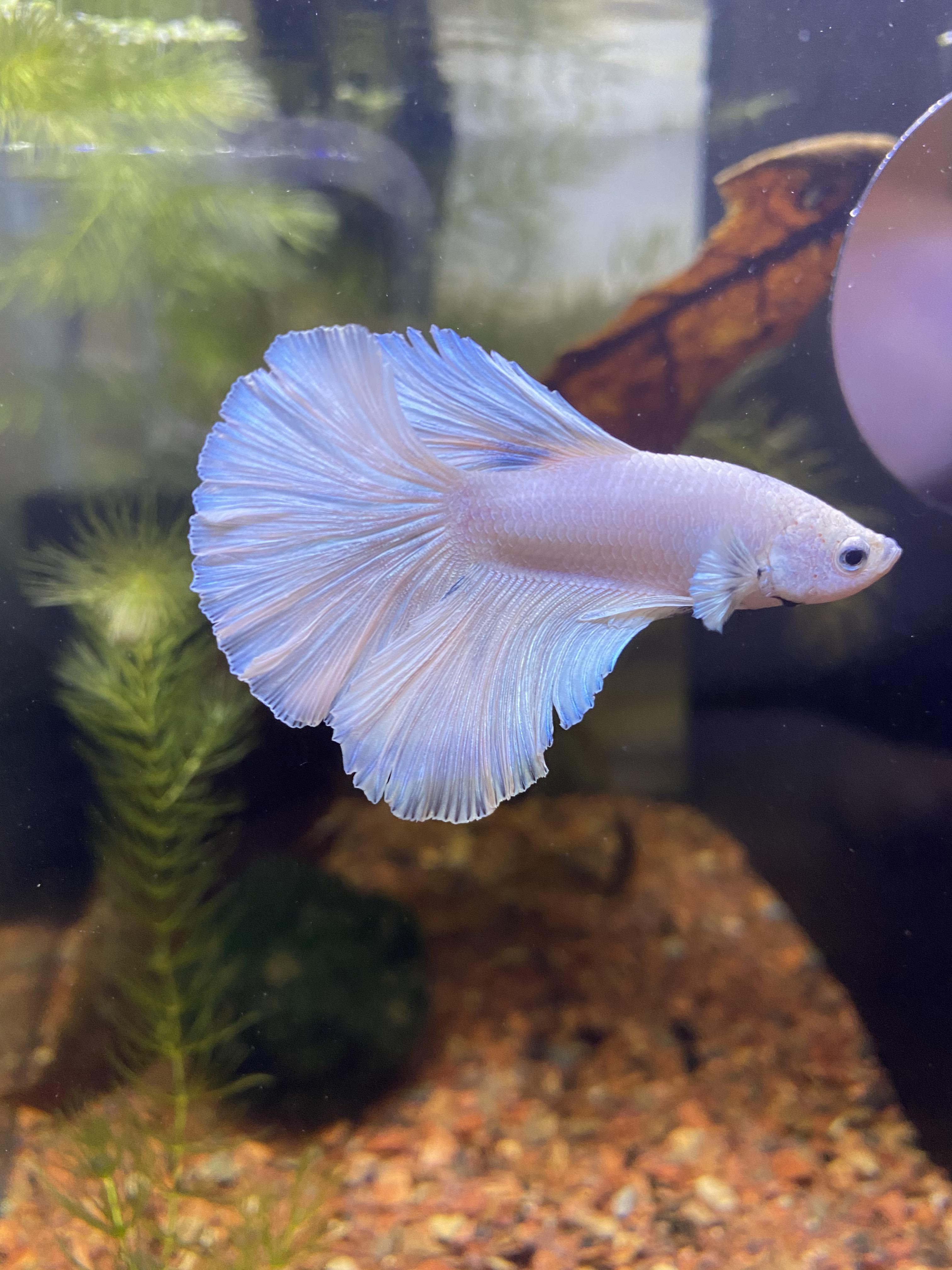 White Opal Betta Betta Fish Colors Bettafishaquarium Com See 1,288