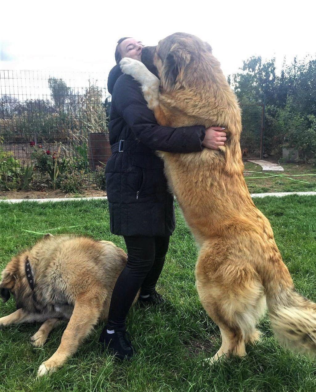 The Caucasian Ovcharka, a Russian bear hunting dog r/HumanForScale