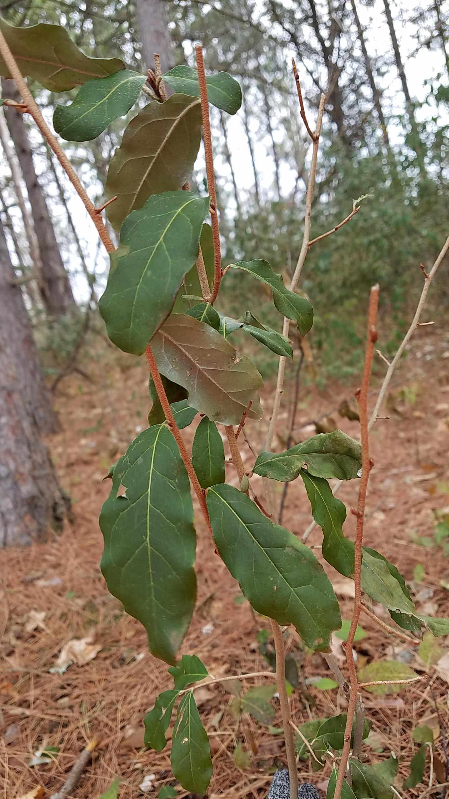Plant I used the leaves to wipe my ass,very soft. What is it's name