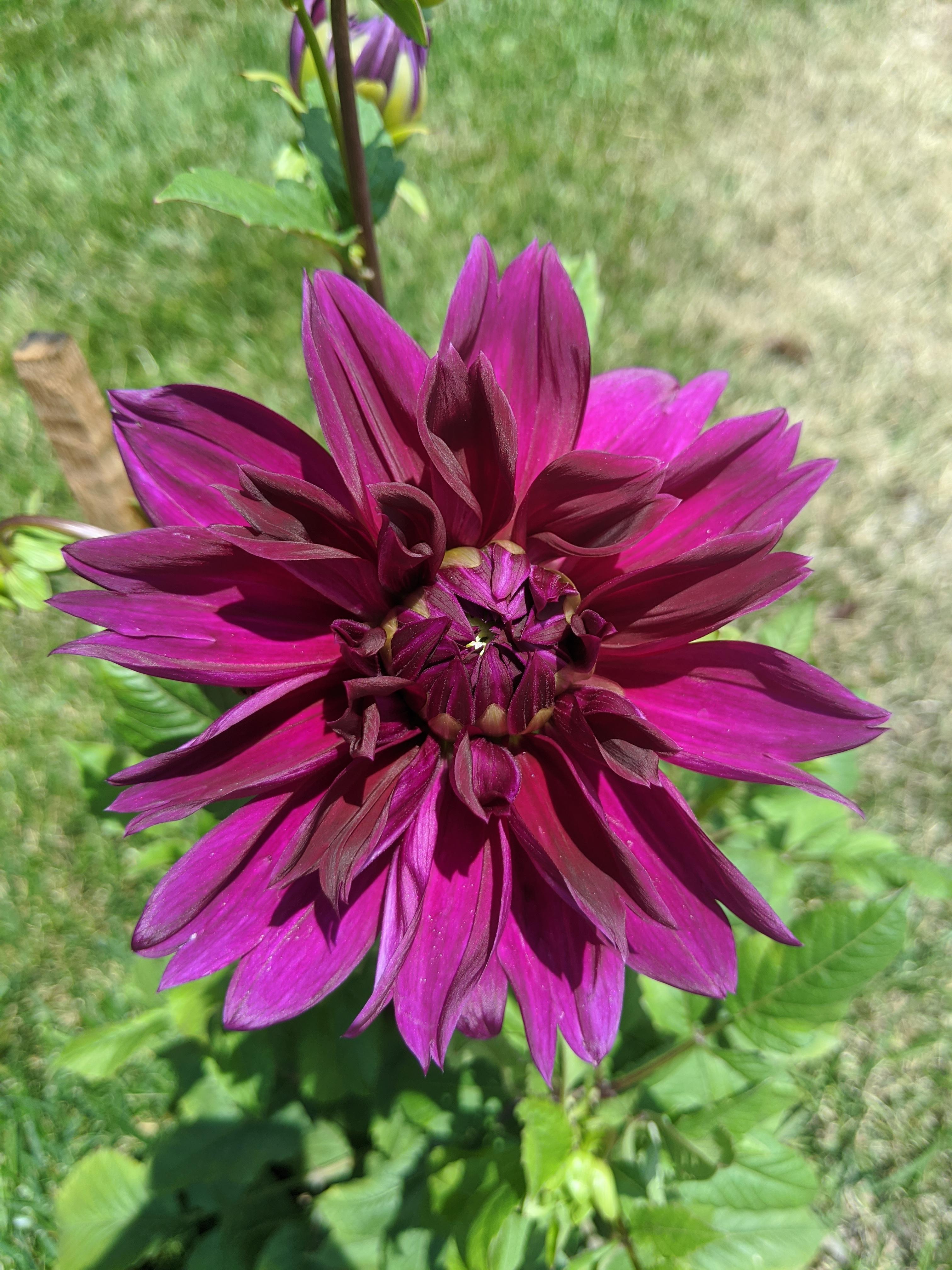 First of our dahlias to bloom this year r/dahlias