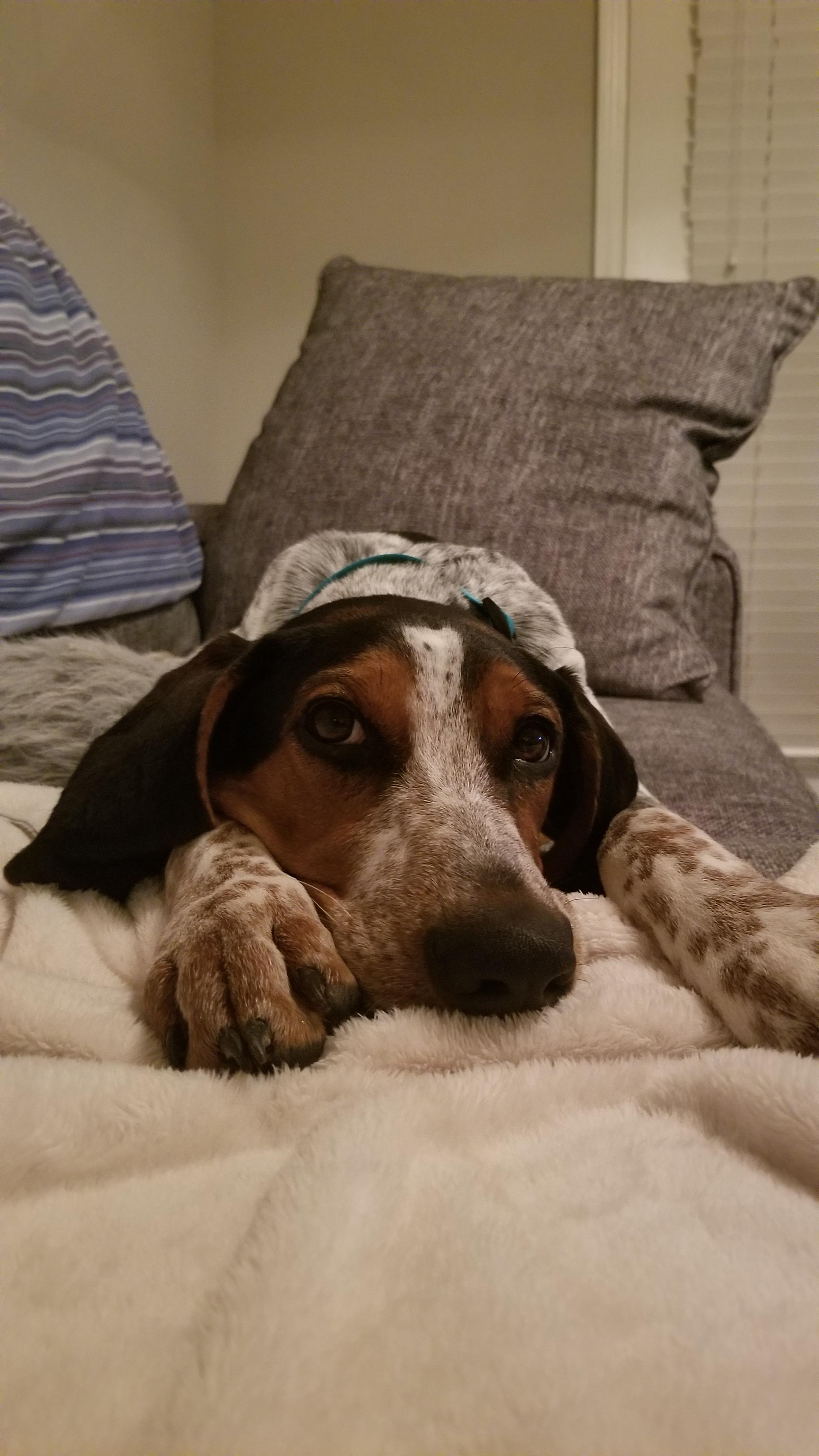 Why does my Blue Tick keep throwing up? We feed her Blue Buffalo.. we