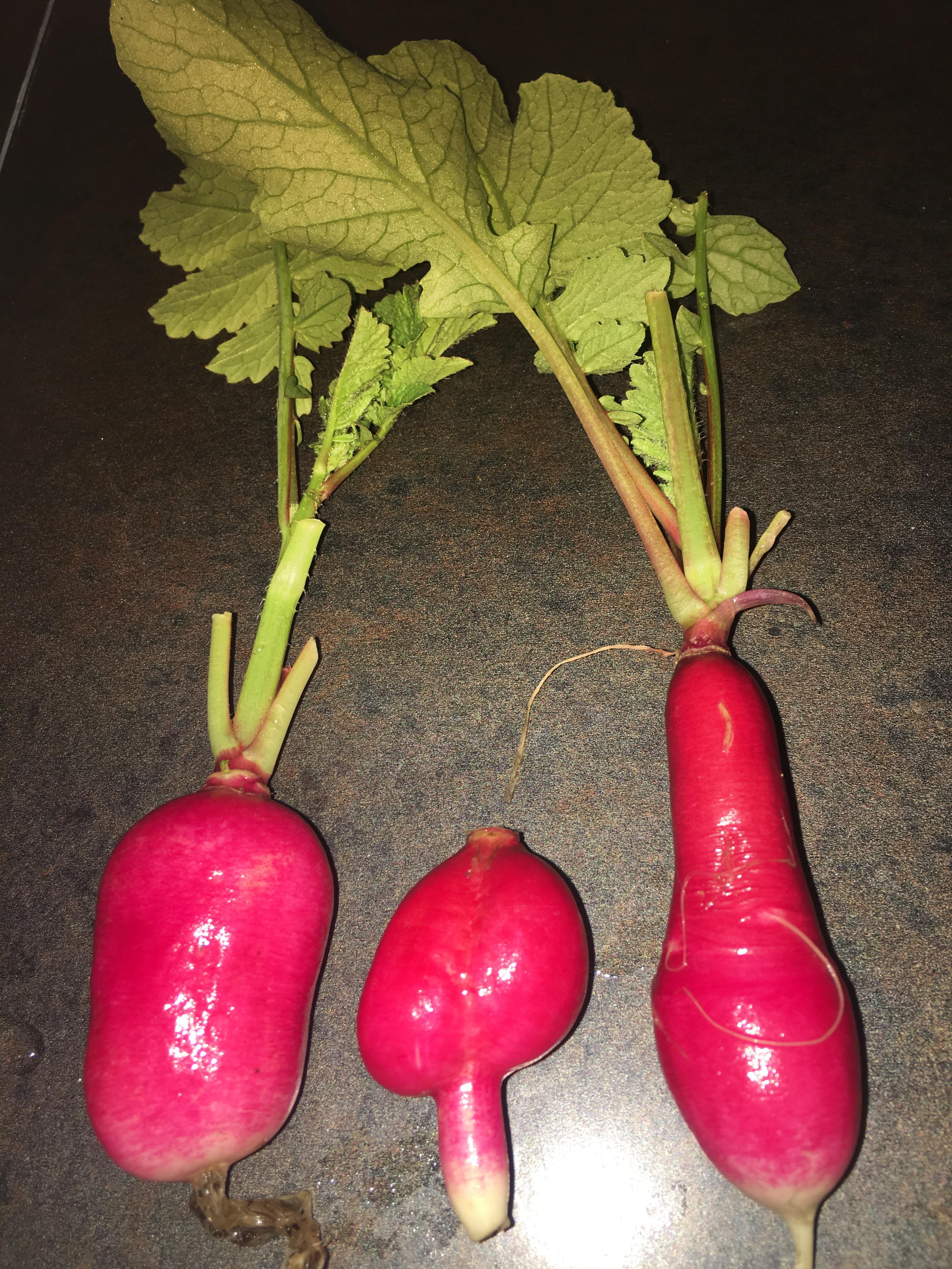 today’s harvest three weirdly shaped radishes (one of which my cats