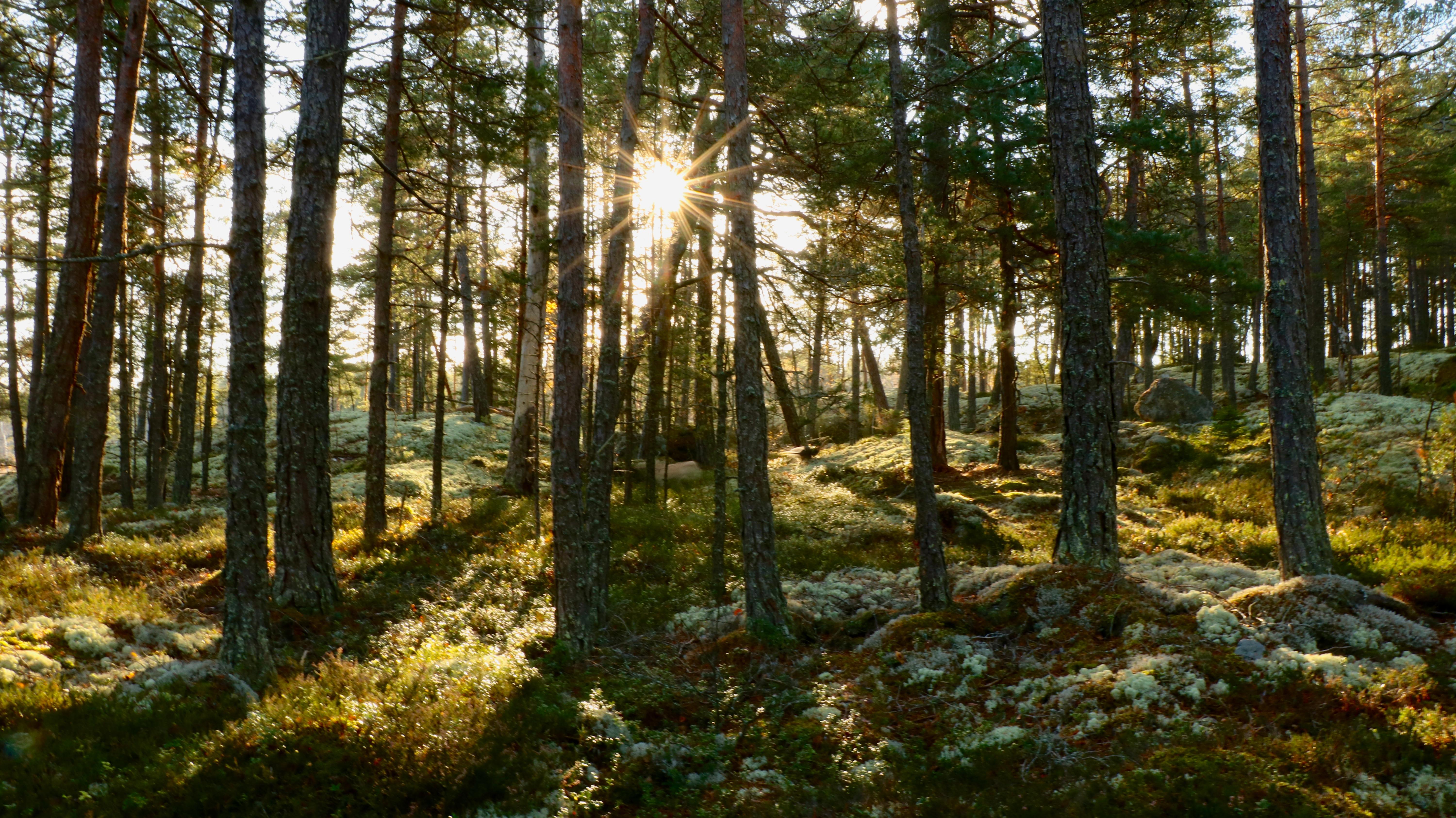 Autumn in a Swedish forest [OC][2400x1348] r/EarthPorn