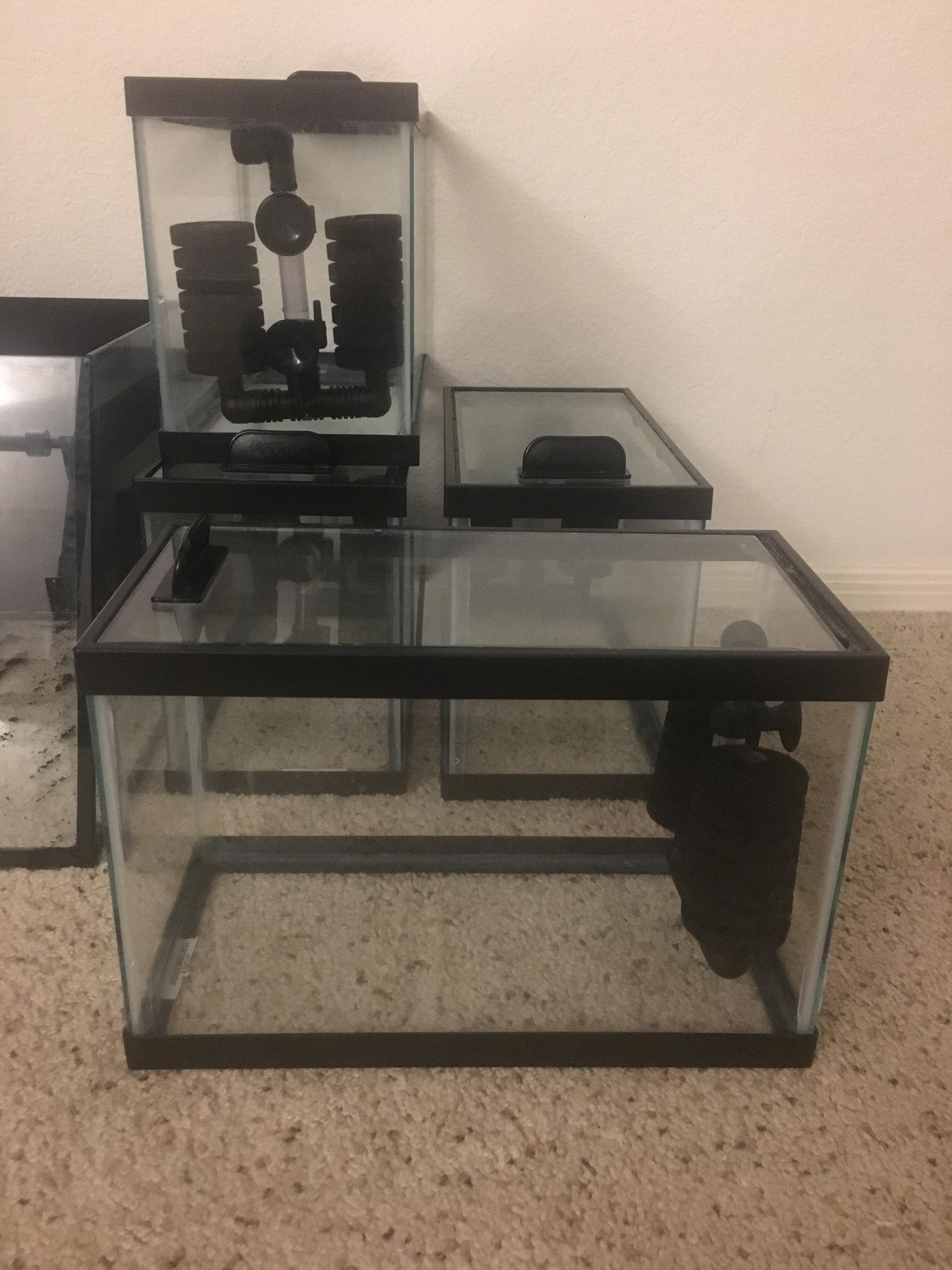 [FS/FT] Gilbert AZ 2.5 gallon tanks with lids, sponge filters, and