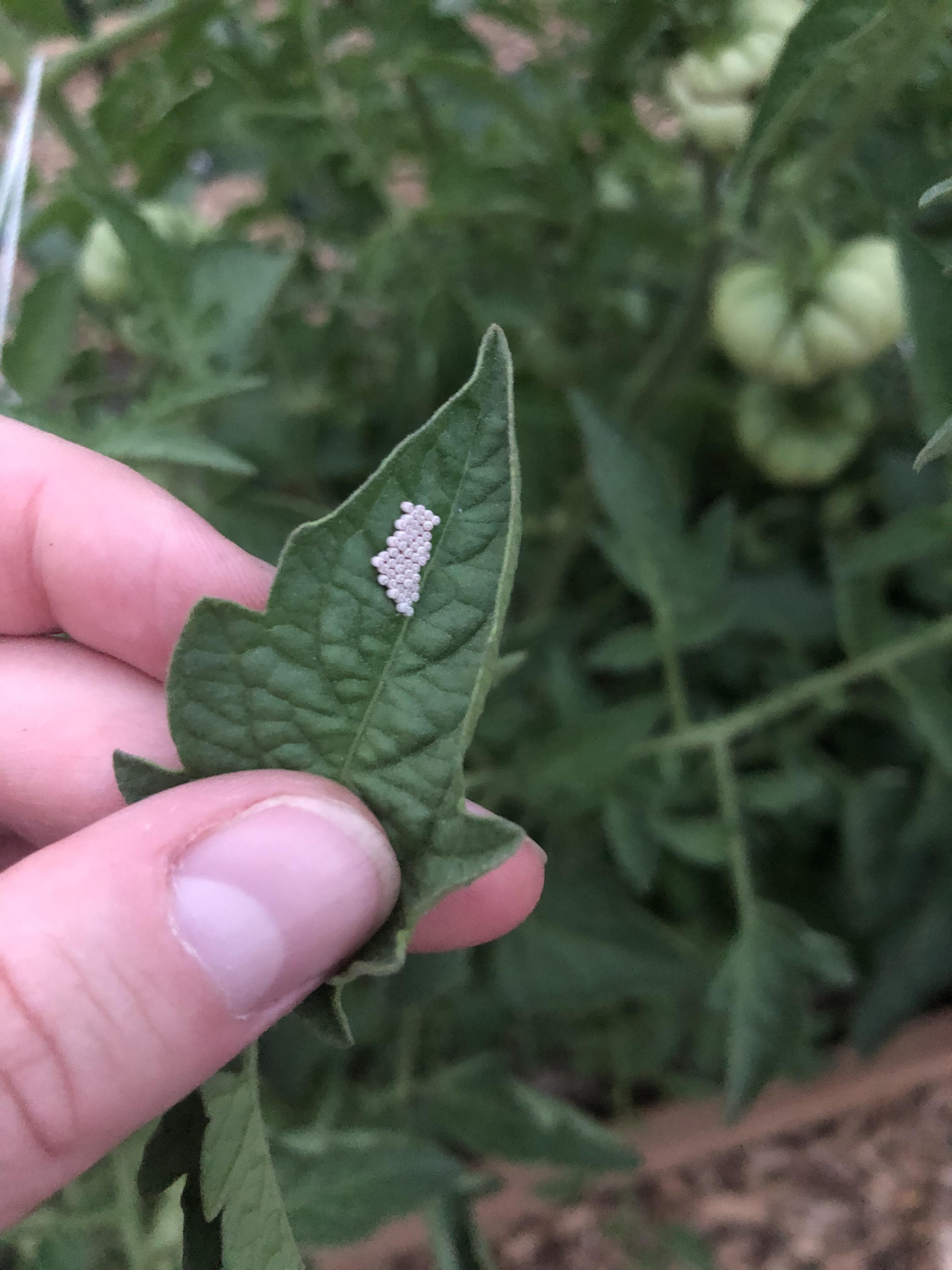 Eggs found on a tomato plant r/gardening