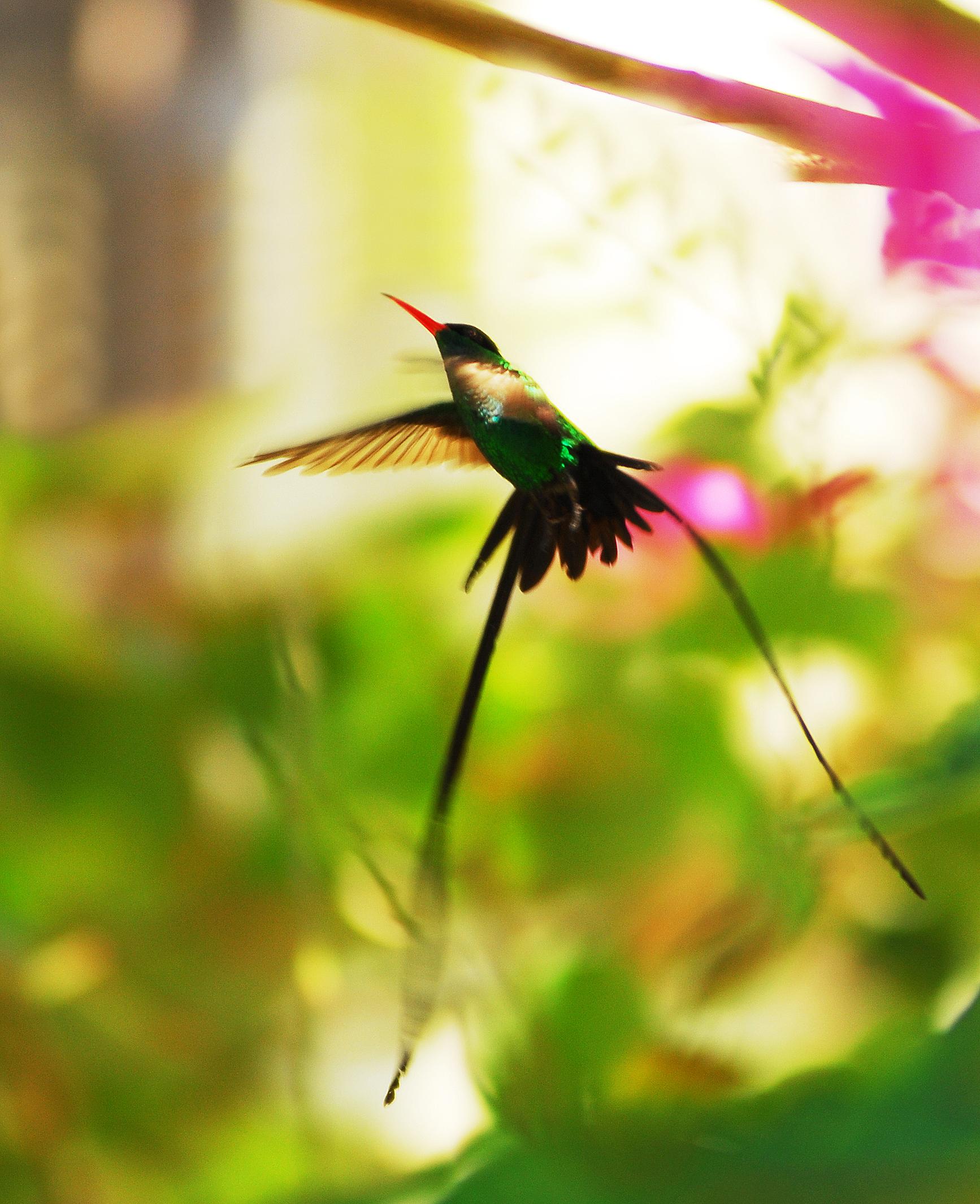 Flying Doctor Bird Jamaica r/wildlifephotography