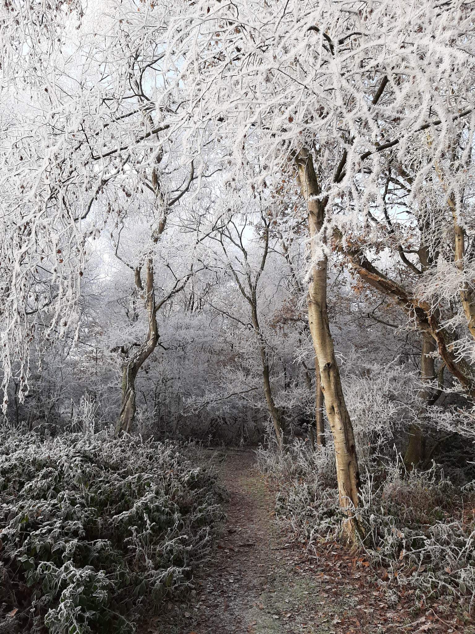 First frost in Norfolk, taken by my mum. r/pics