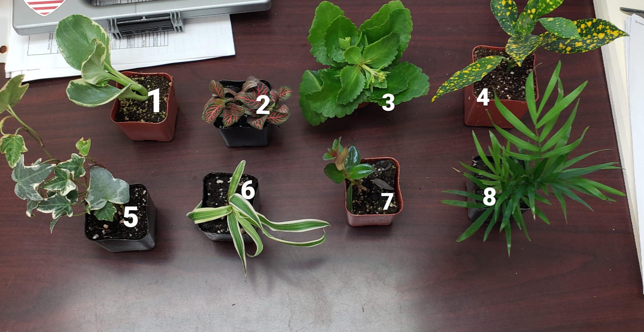 I just received a surprise package of baby plants but no labels! I'm