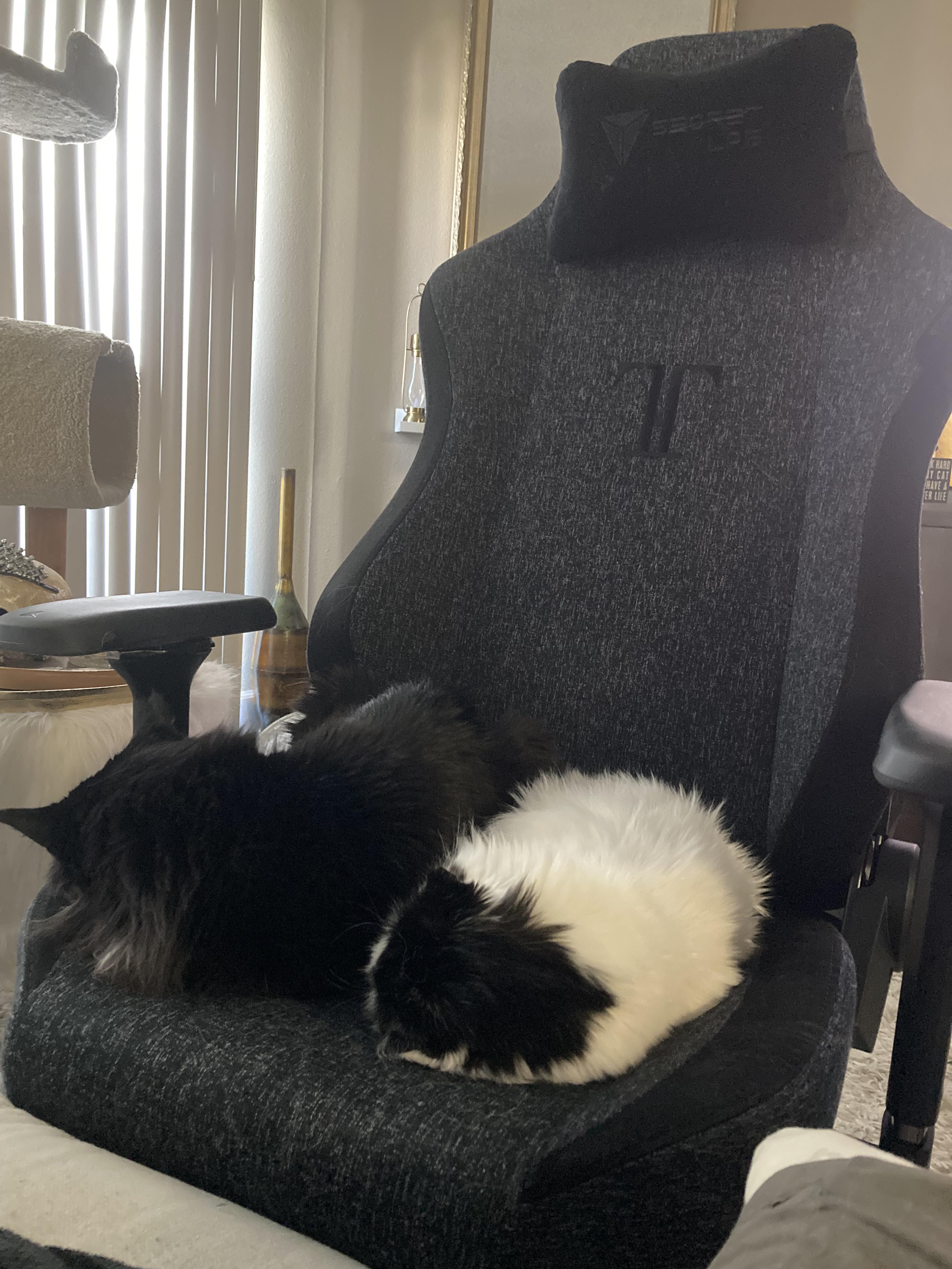 Best chair ever. r/secretlab