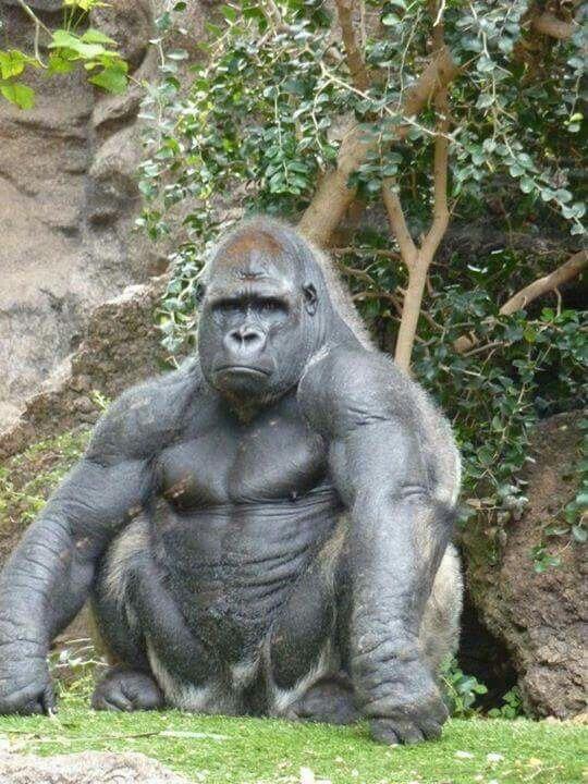 Disappointed Gorilla is Disappointed r/funny