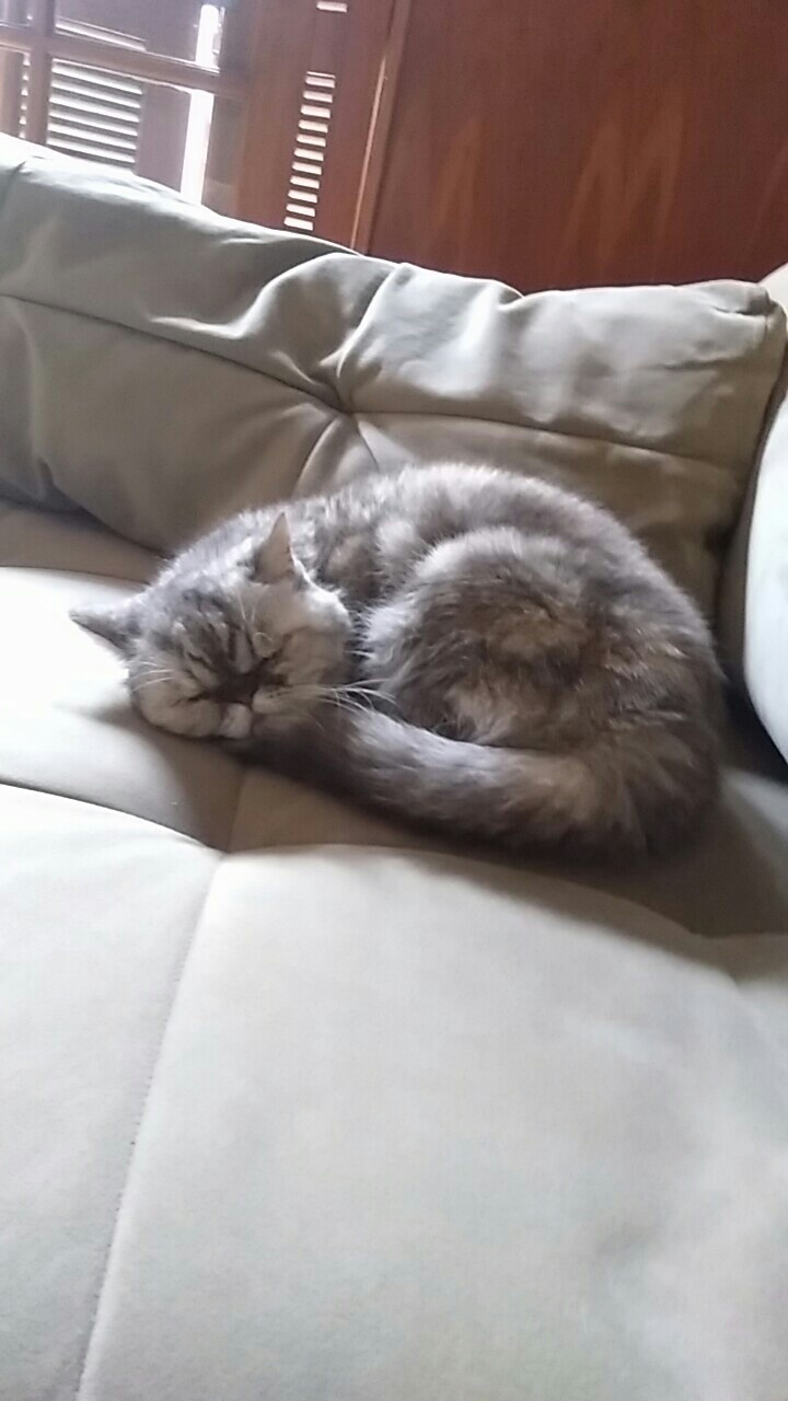This is Cute. She is my cat for 13 years and i still love her so much
