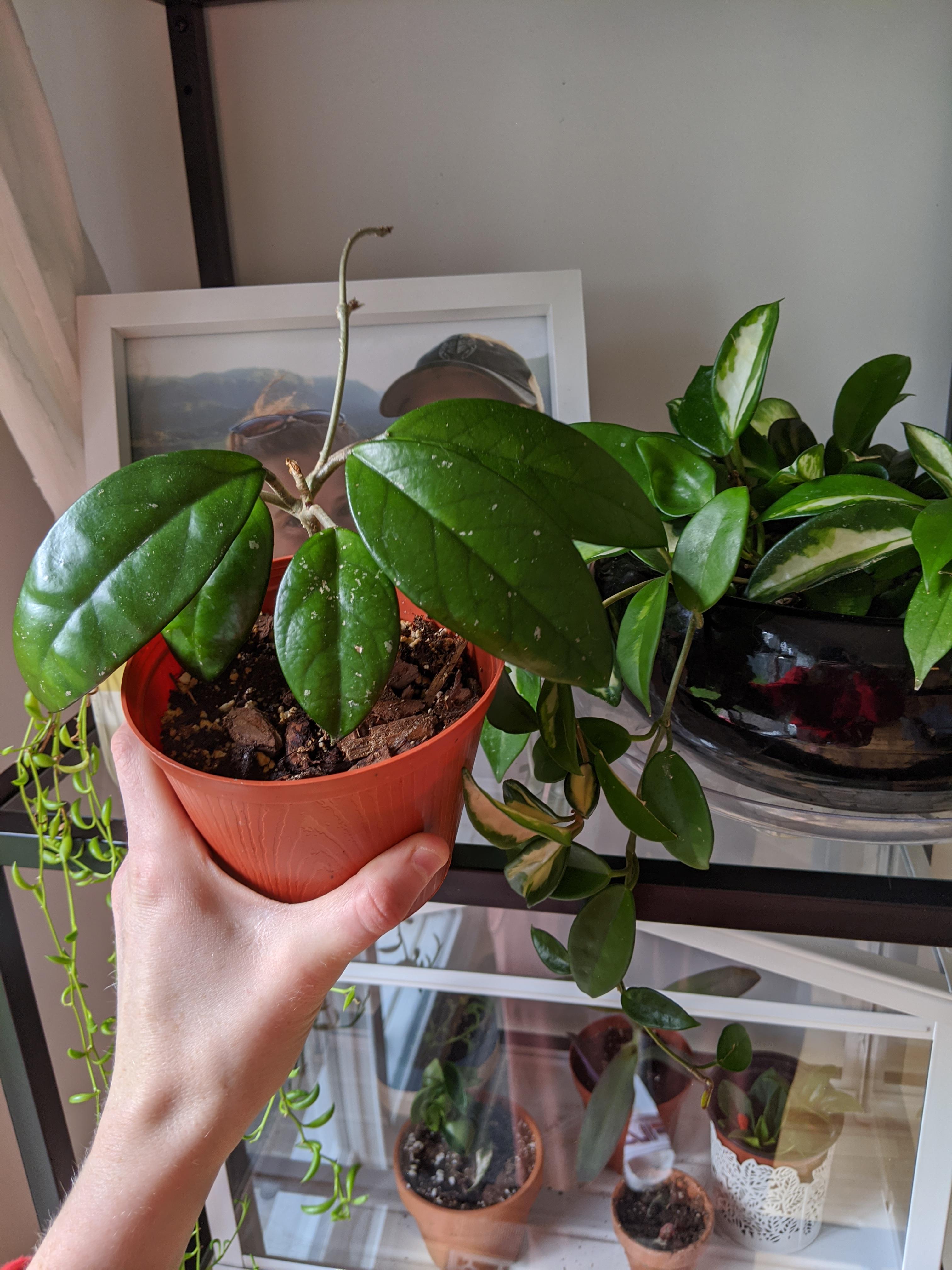 Id On The Hoya On The Left Carnosa The Leaves Are So Much Bigger Than My Pink Princess Leaves Hoyas