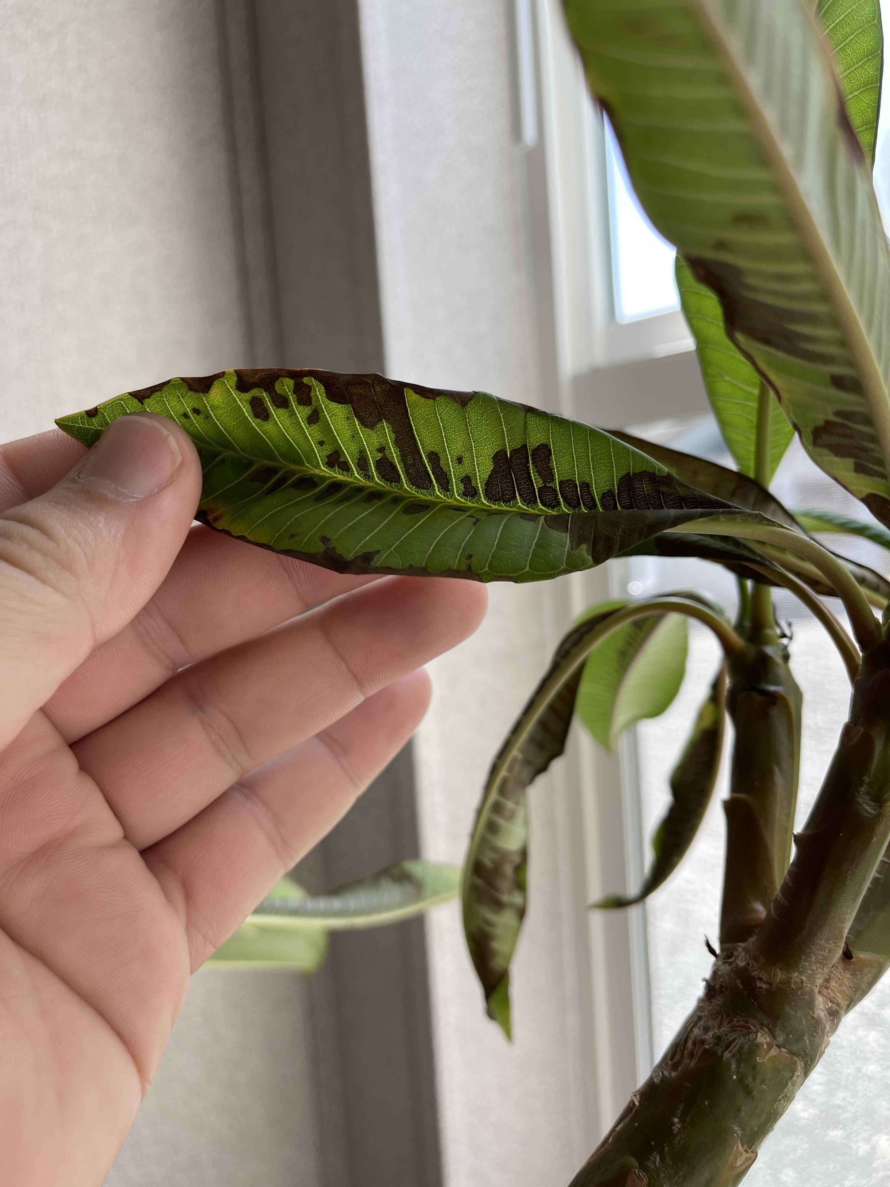 Plumeria leaves turning brown. Why? Doesn’t look like rust to me… r