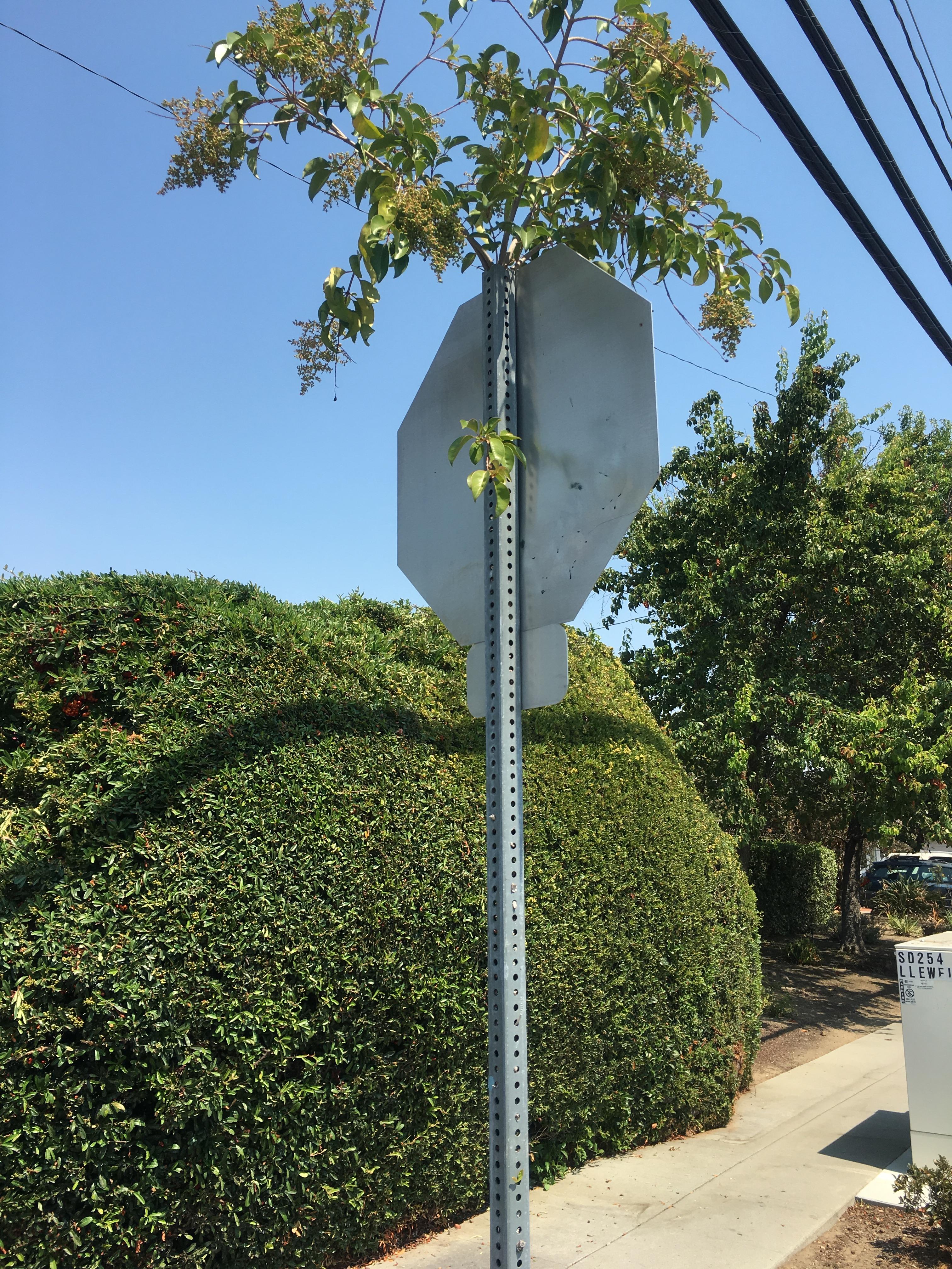 This stop sign has a tree growing through its post r/mildlyinteresting