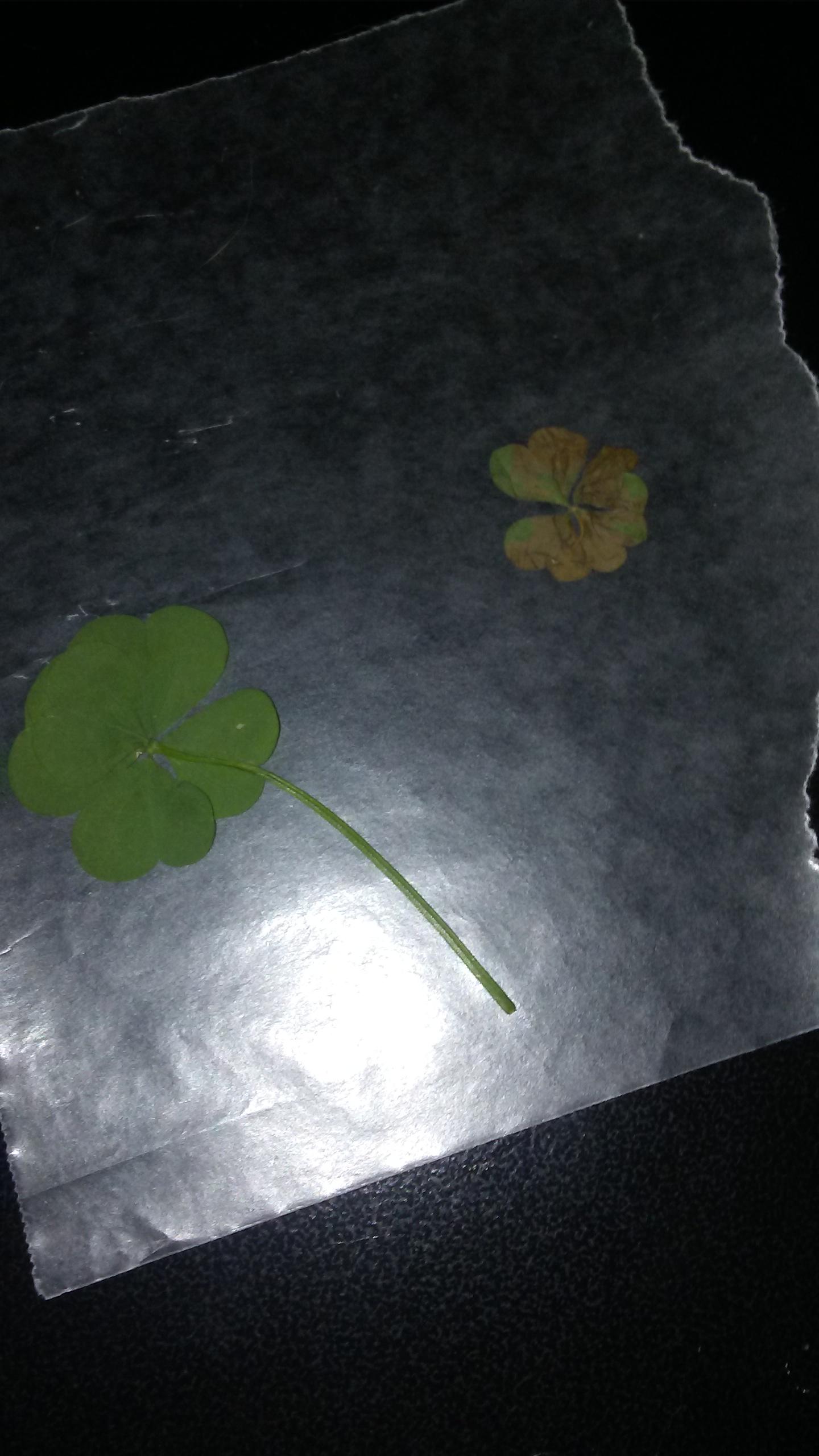 These two 6 leaf and, 4 leaf clovers I found in my backyard this month