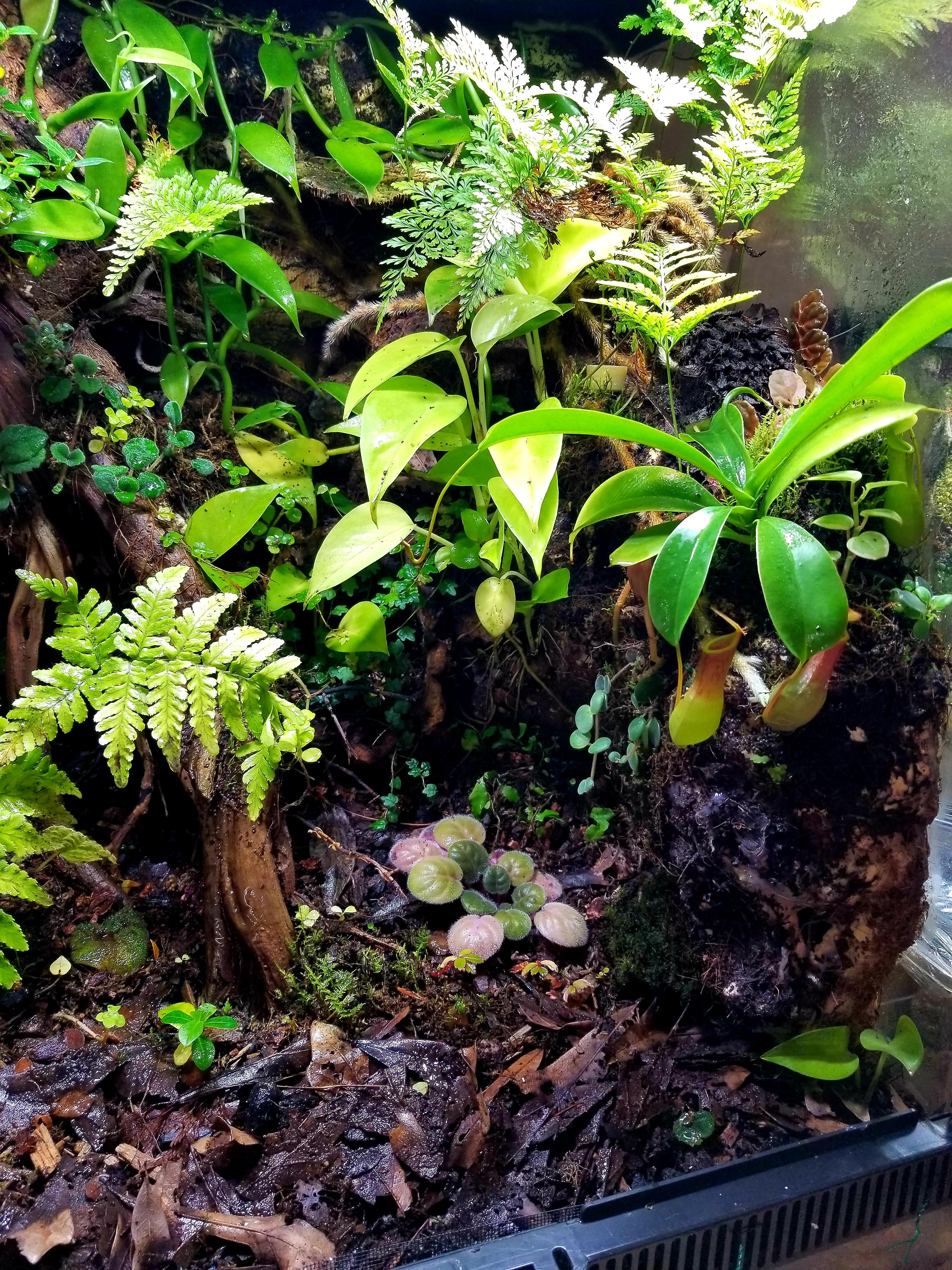 My mourning gecko viv is finally starting to recover from 6 months of