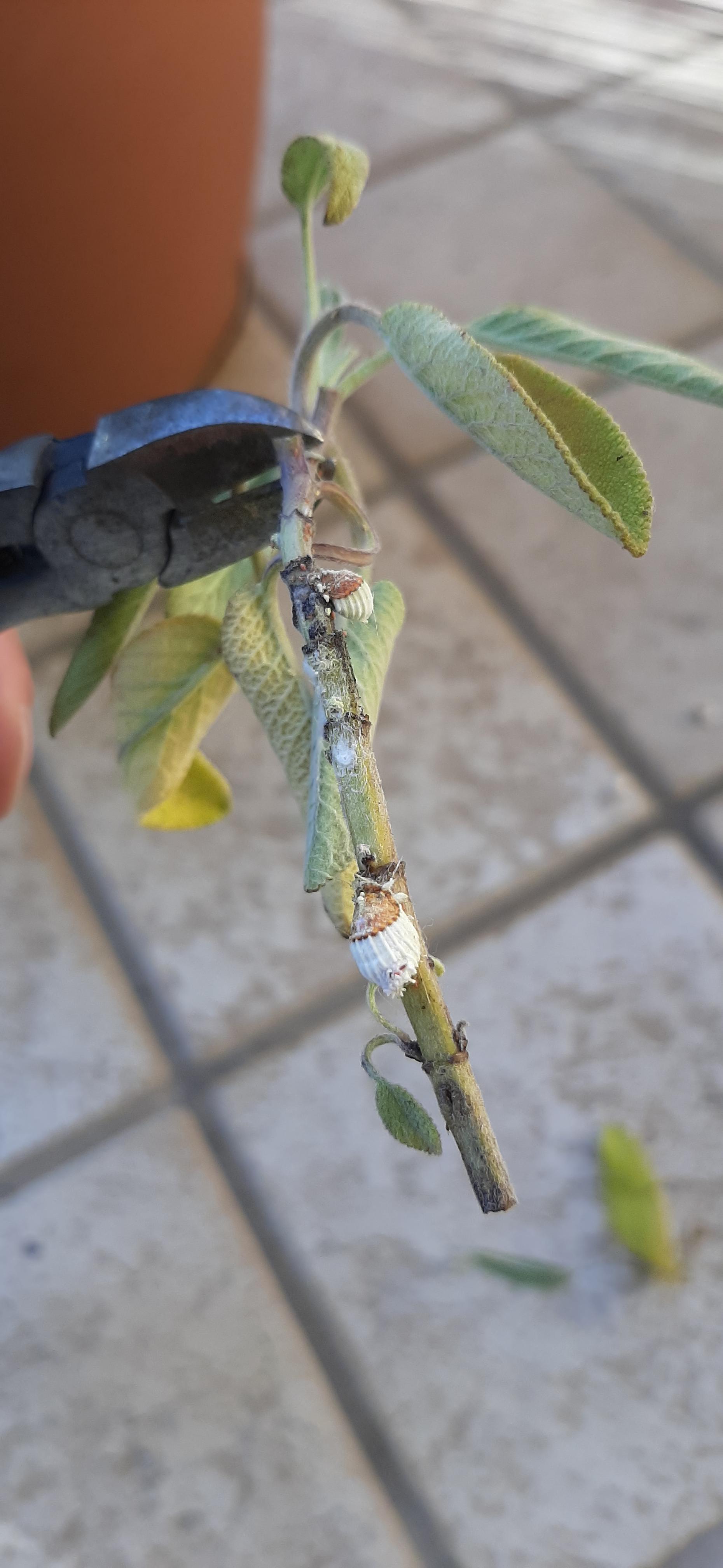 Sage plant, what is this?Some kind of fungus,mold or a monster?I found