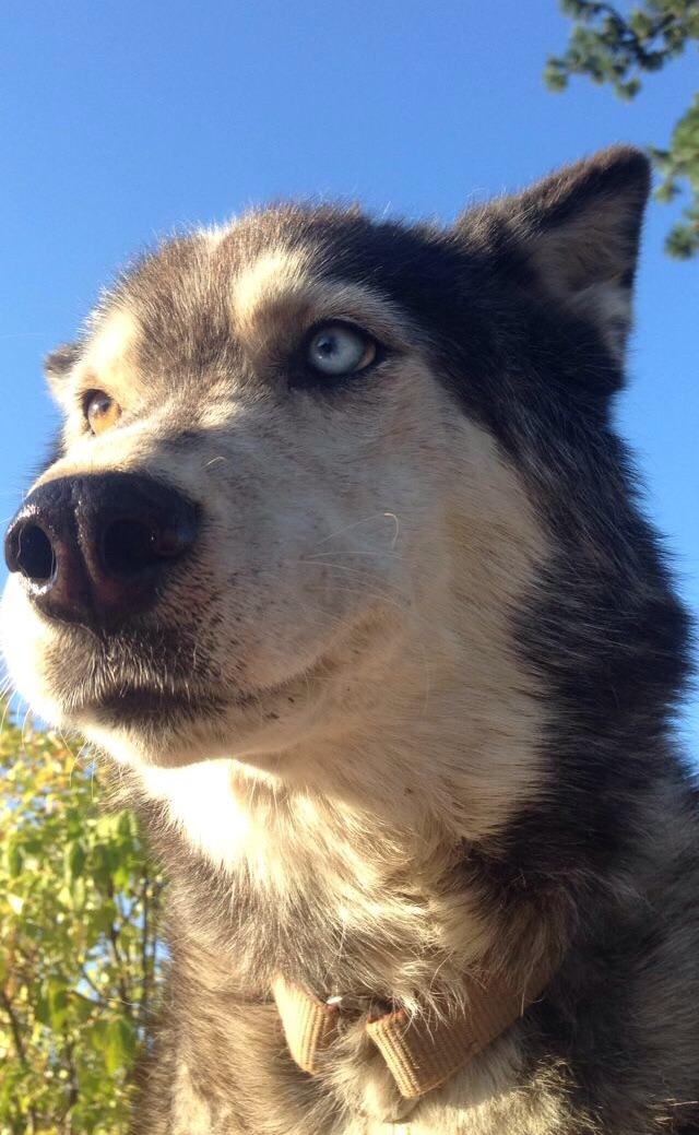 My cousins husky has two different colored eyes r/dogpictures