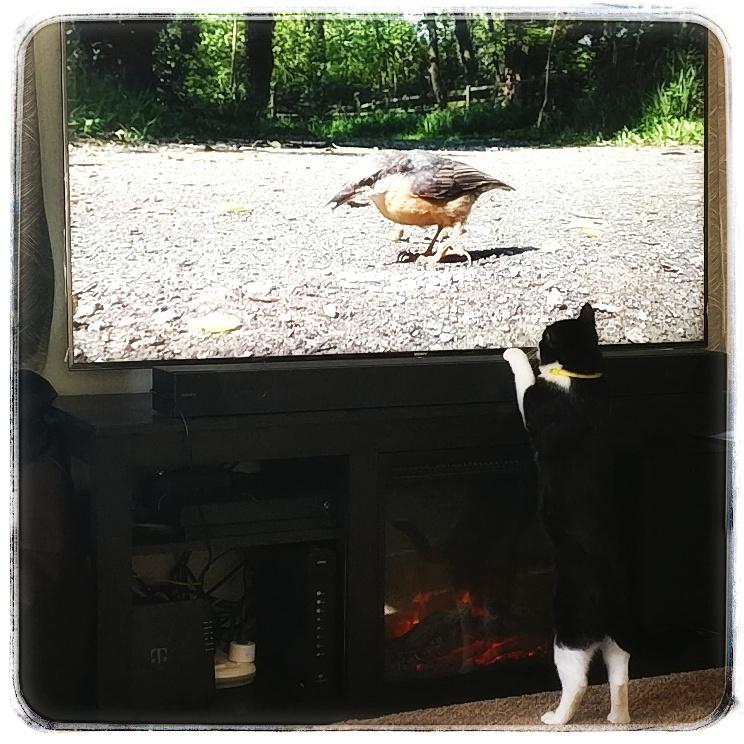 How my cat watches YouTube videos of birds r/TuxedoCats