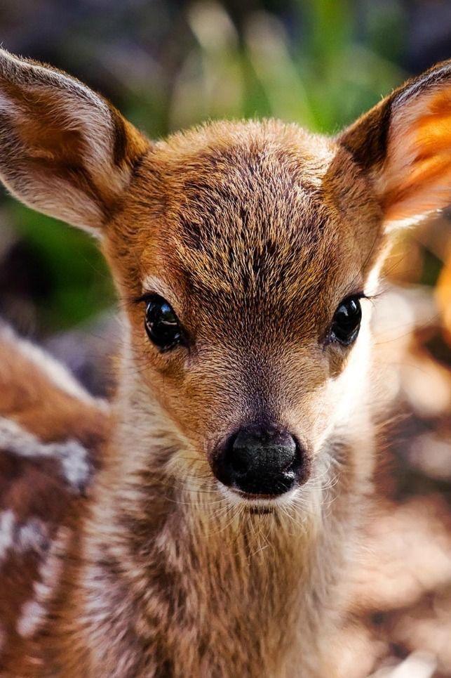 Cute Baby Deer Wallpaper