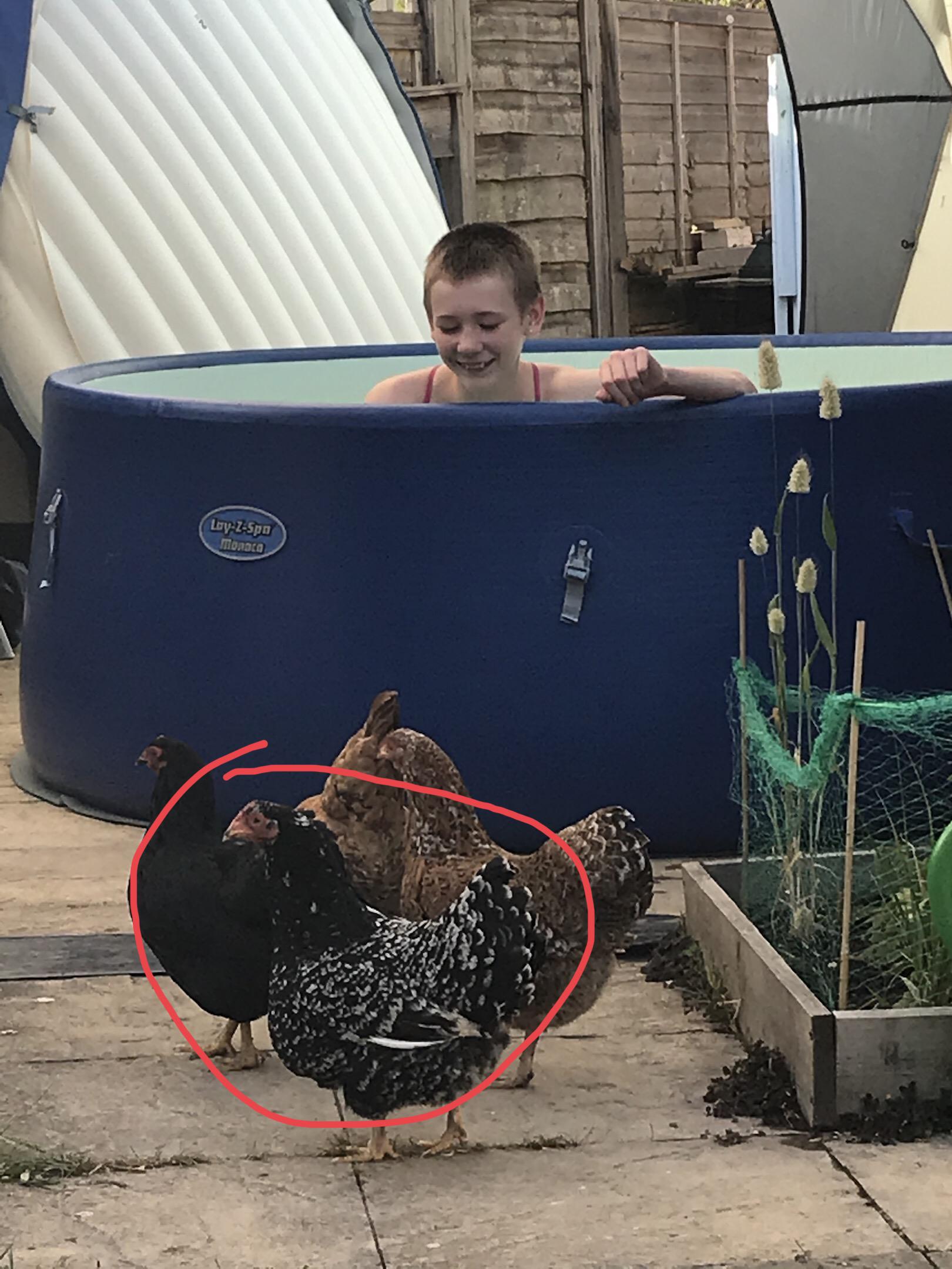 Is this okay? r/chickens