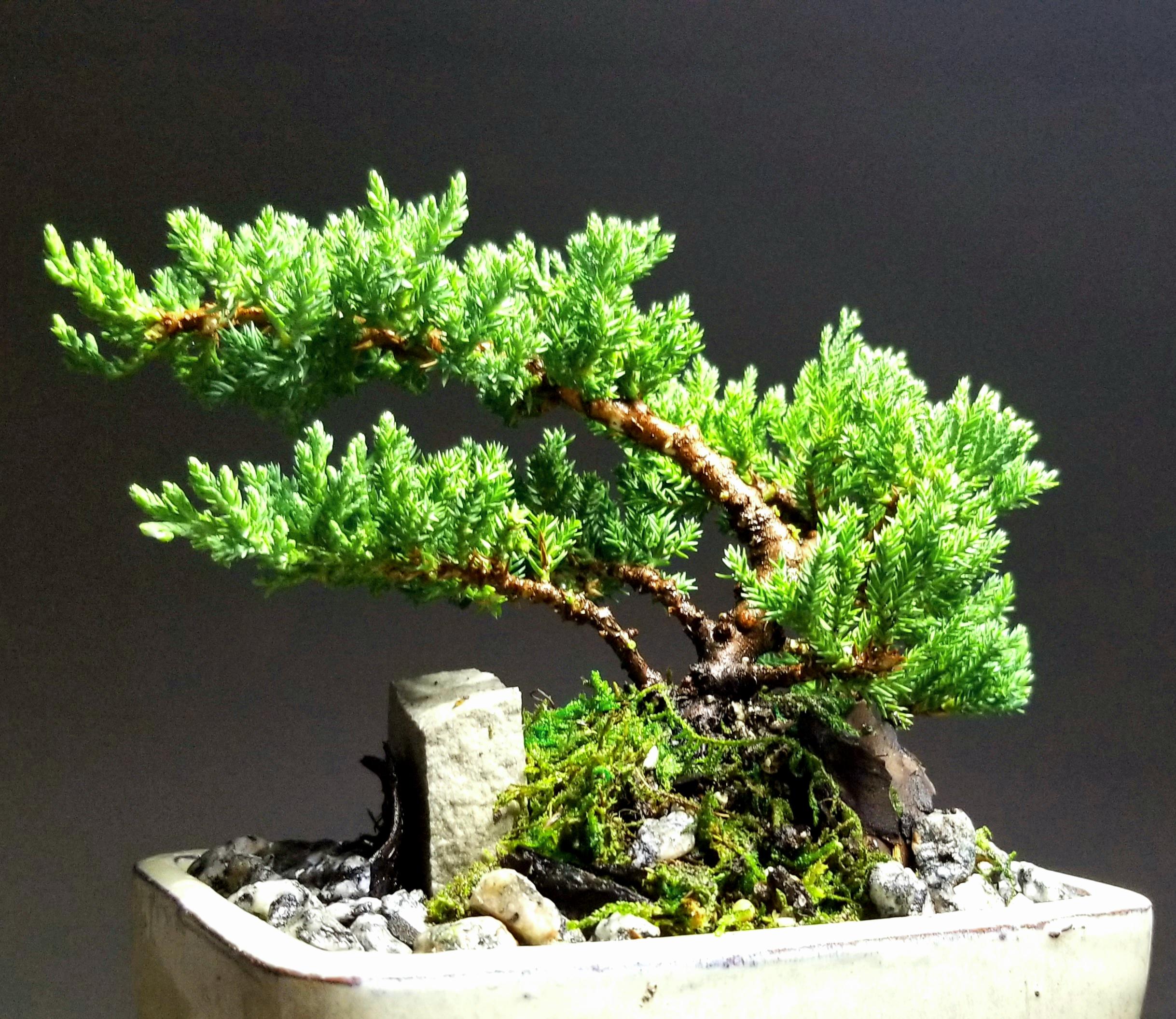 Finally purchased and trimmed my first bonsai tree!!! r/BonsaiPorn