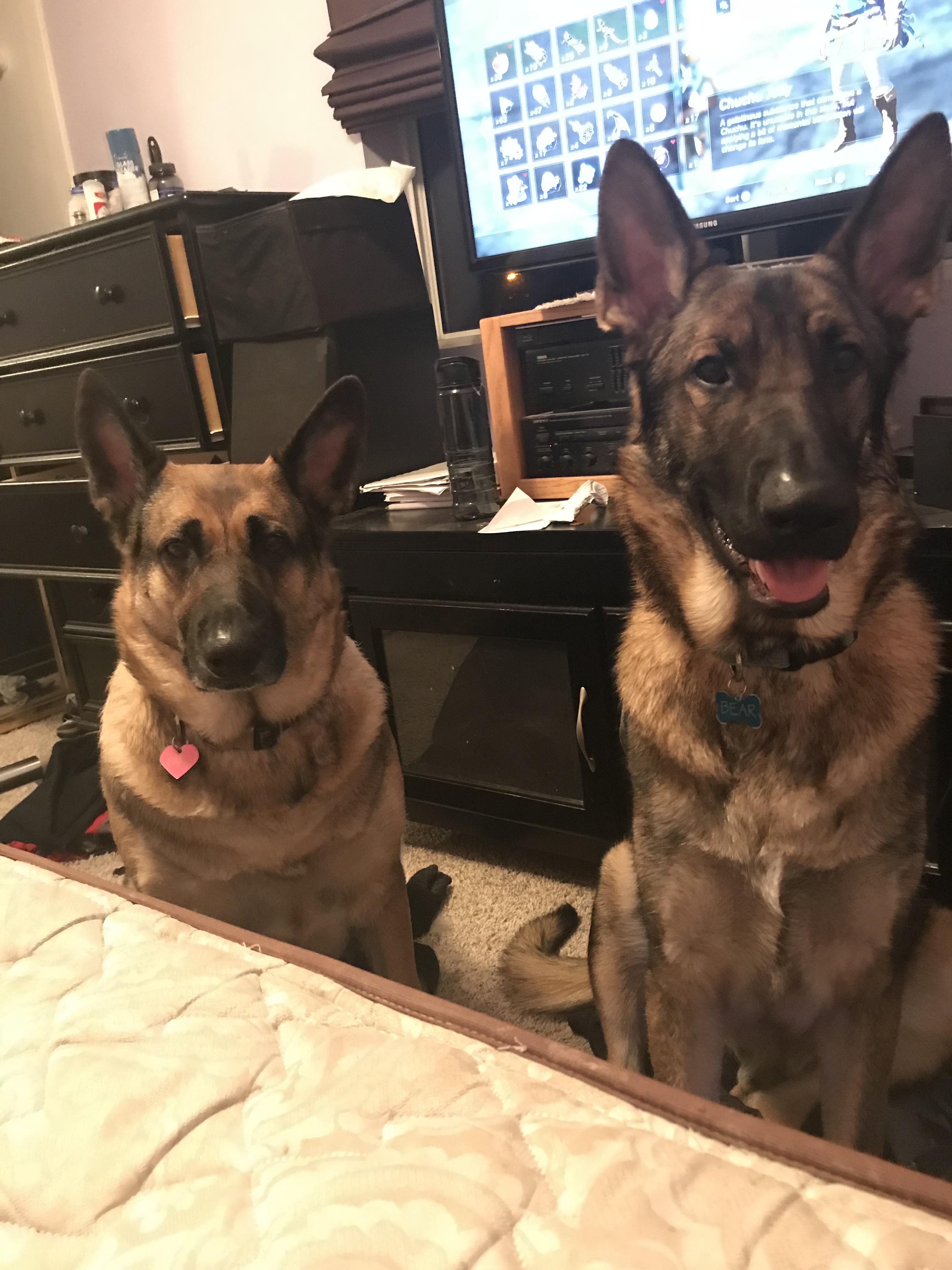 Velcro dogs is an understatement 😉 r/germanshepherds