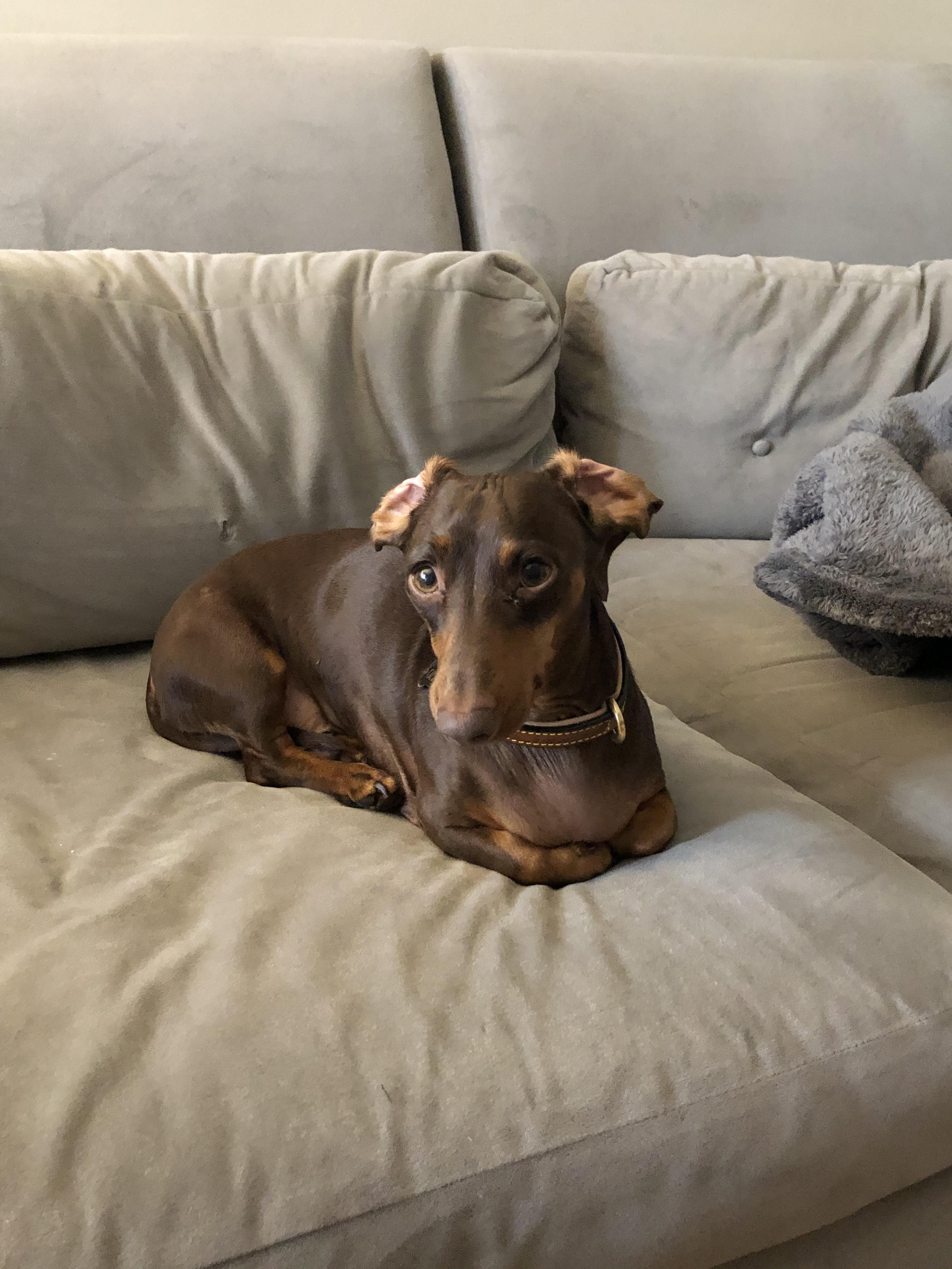 When he sits with his paws tucked under and his ears inside out 😍😂 r