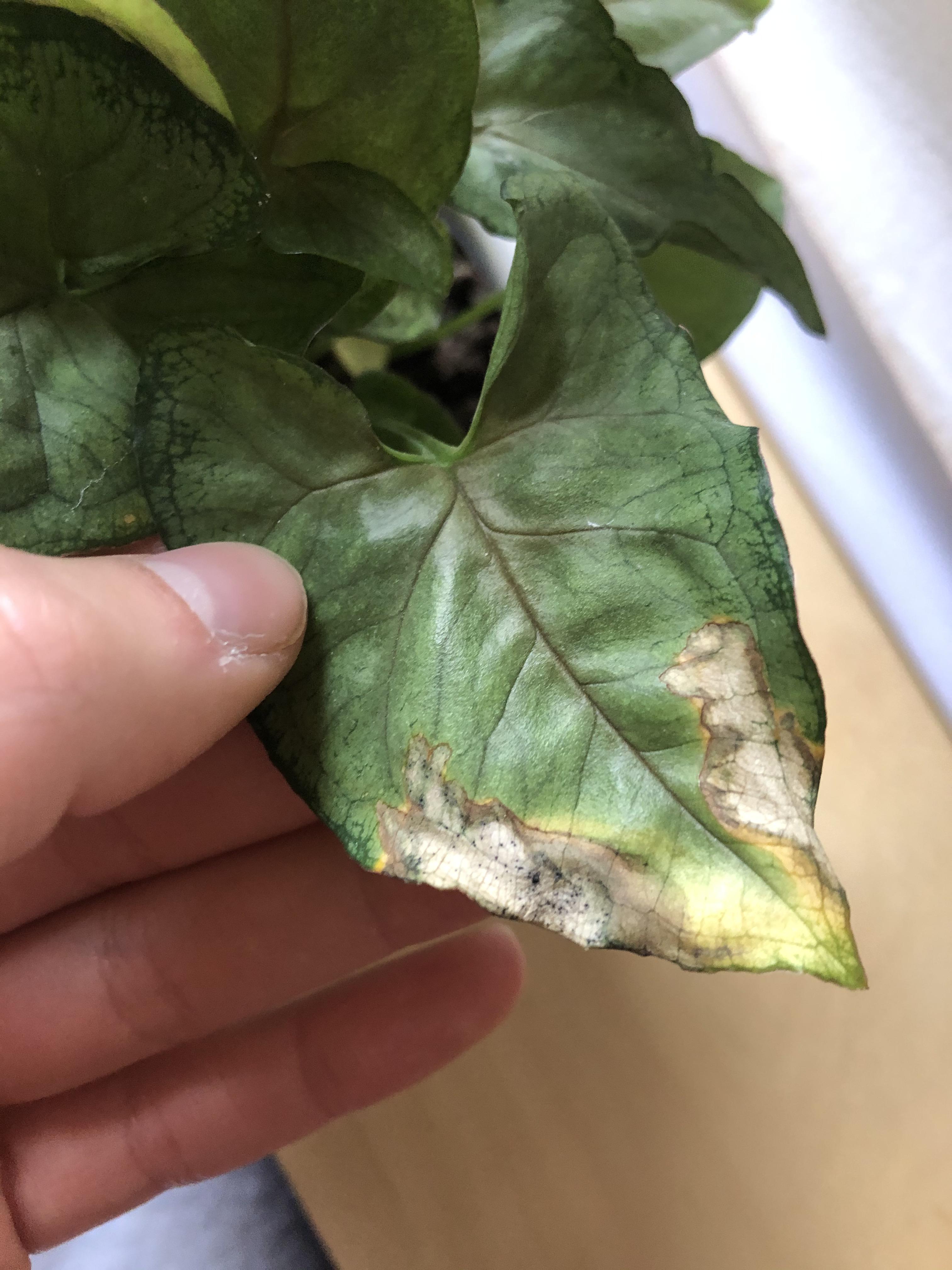 black spots on arrowhead plant? r/plantclinic