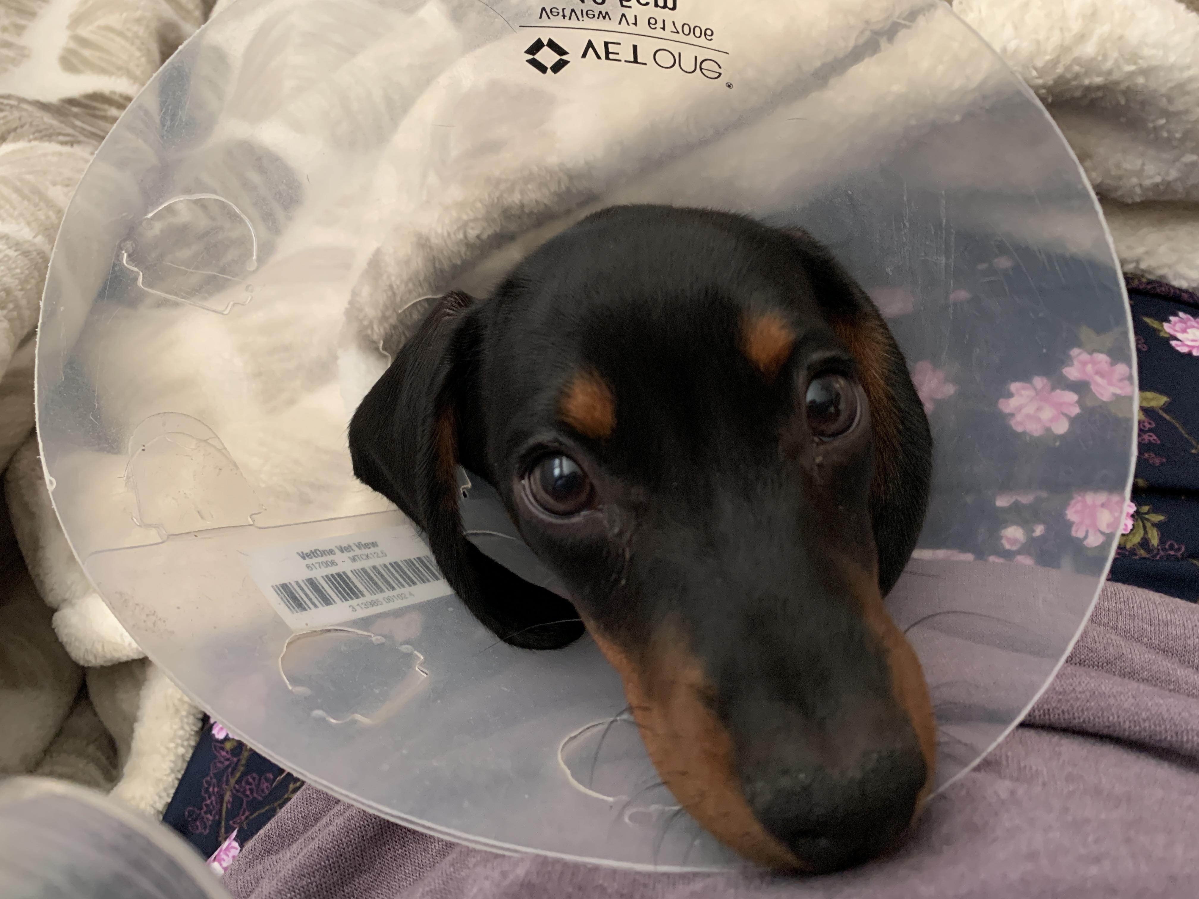 Cone of shame. Still cute though 😊 r/Dachshund