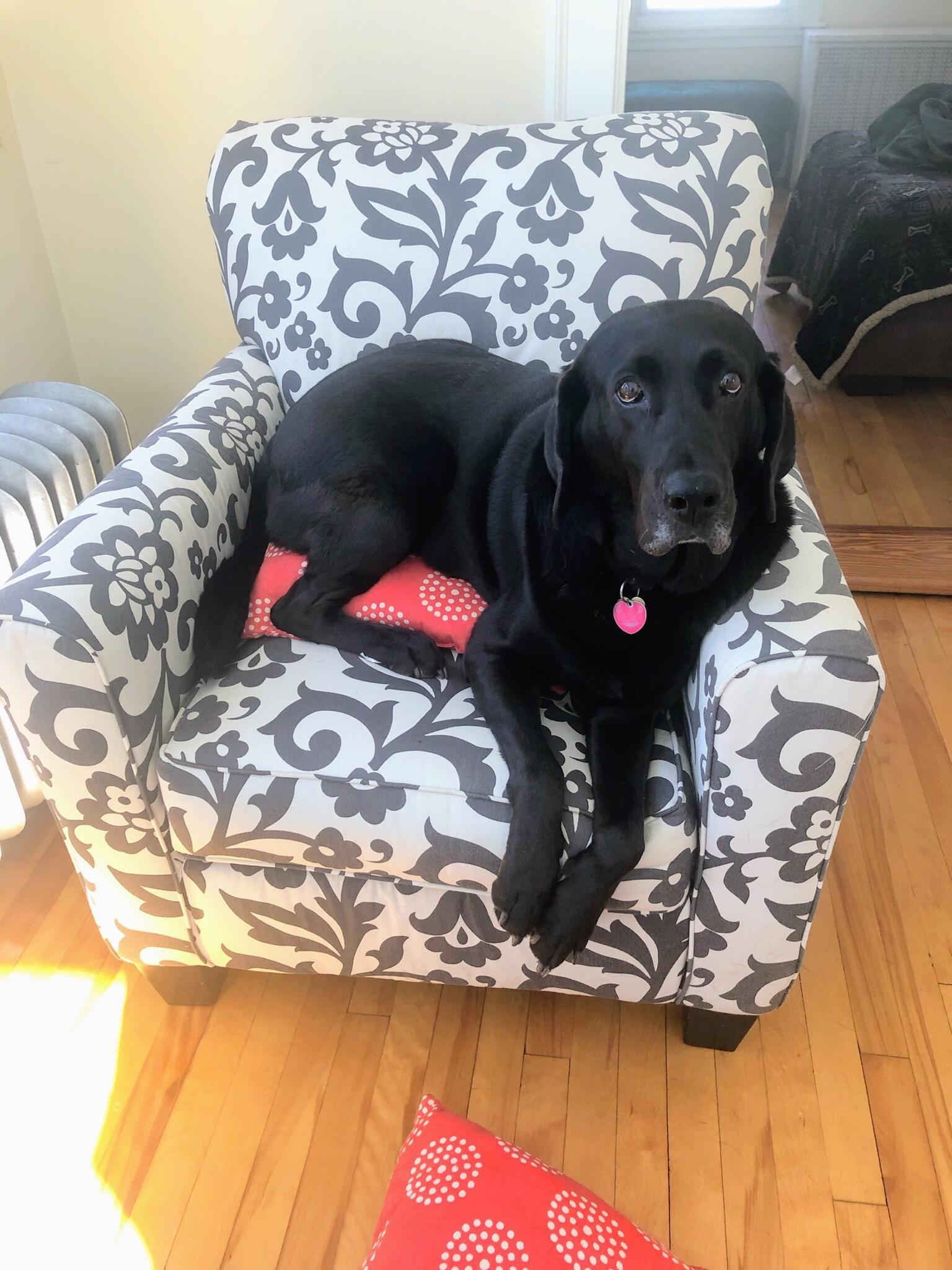 On this edition of Big Dog Small Chair r/labrador