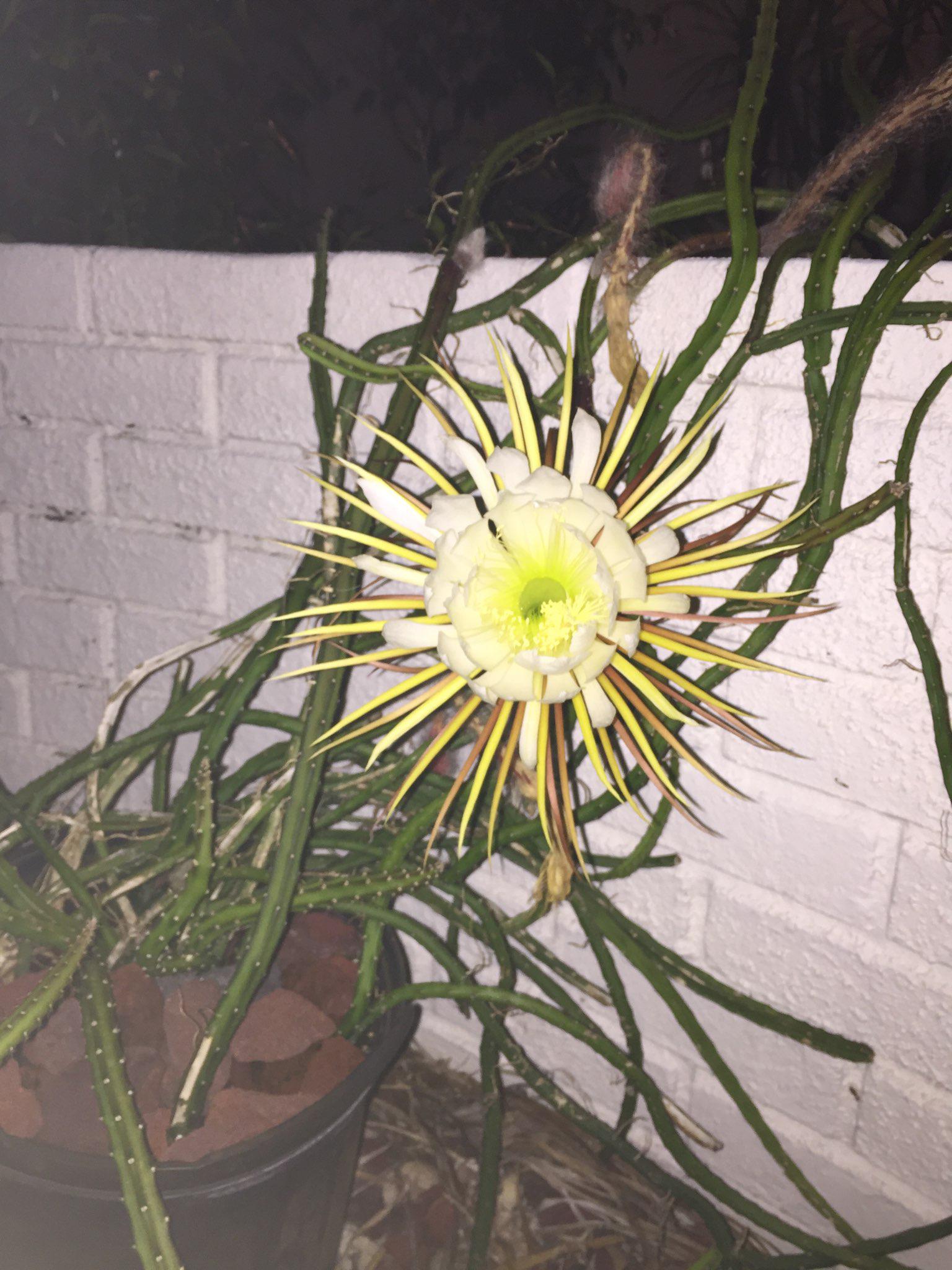 This spectacular flower is a night blooming cereus. The flowers open