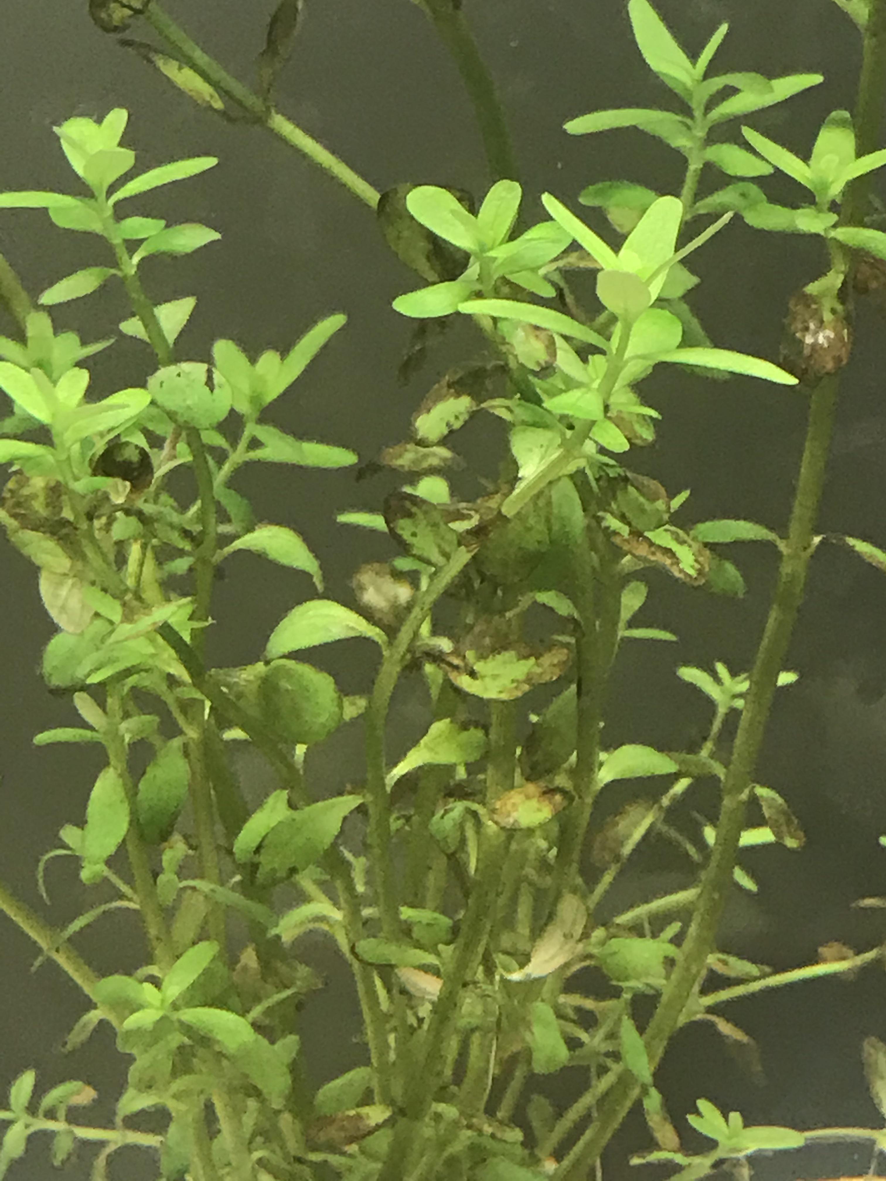 Should I take this rotting plant out because I’m worried that it will