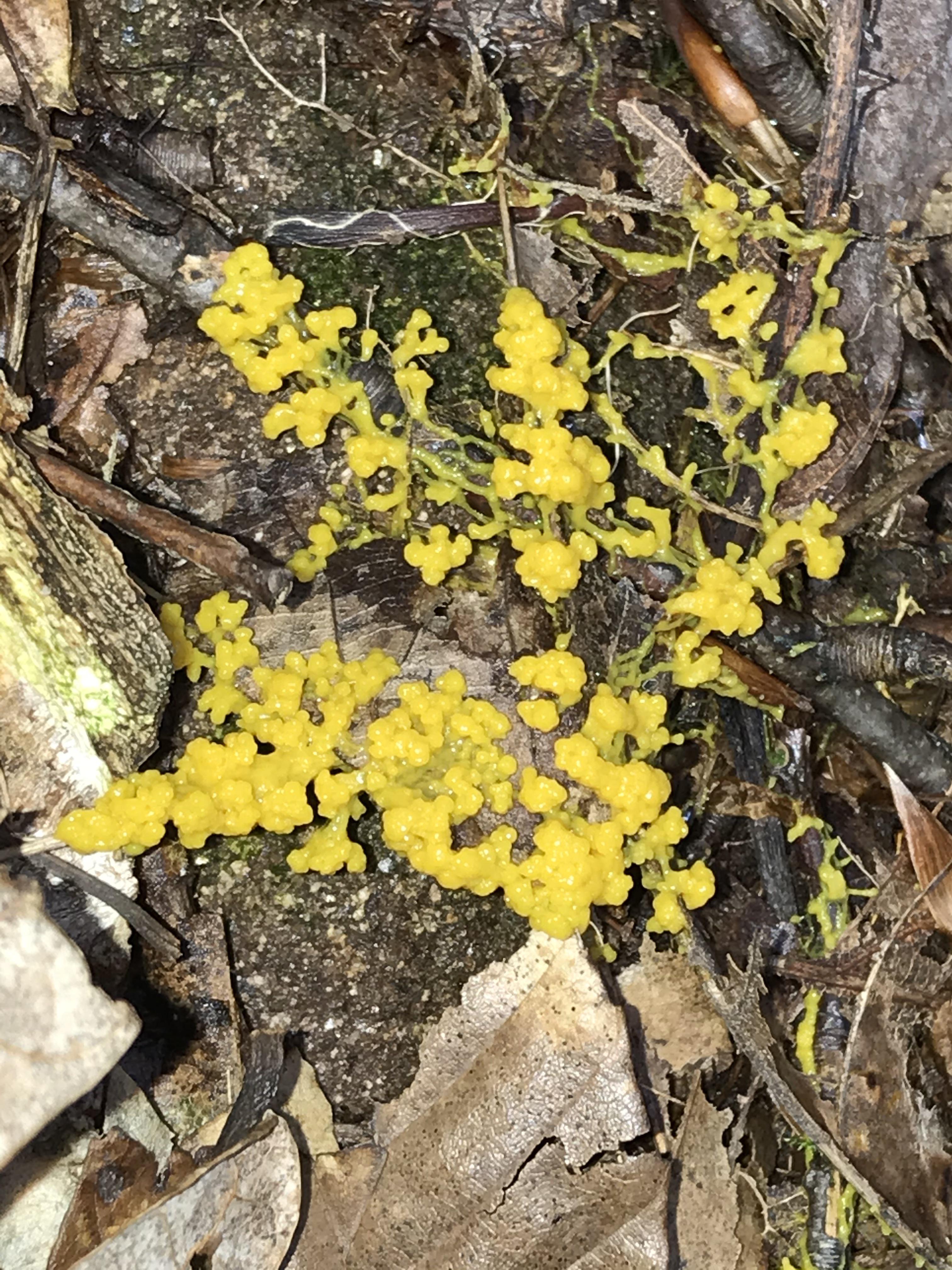 Some kind of yellow slime mold? Found in MA today r/mycology