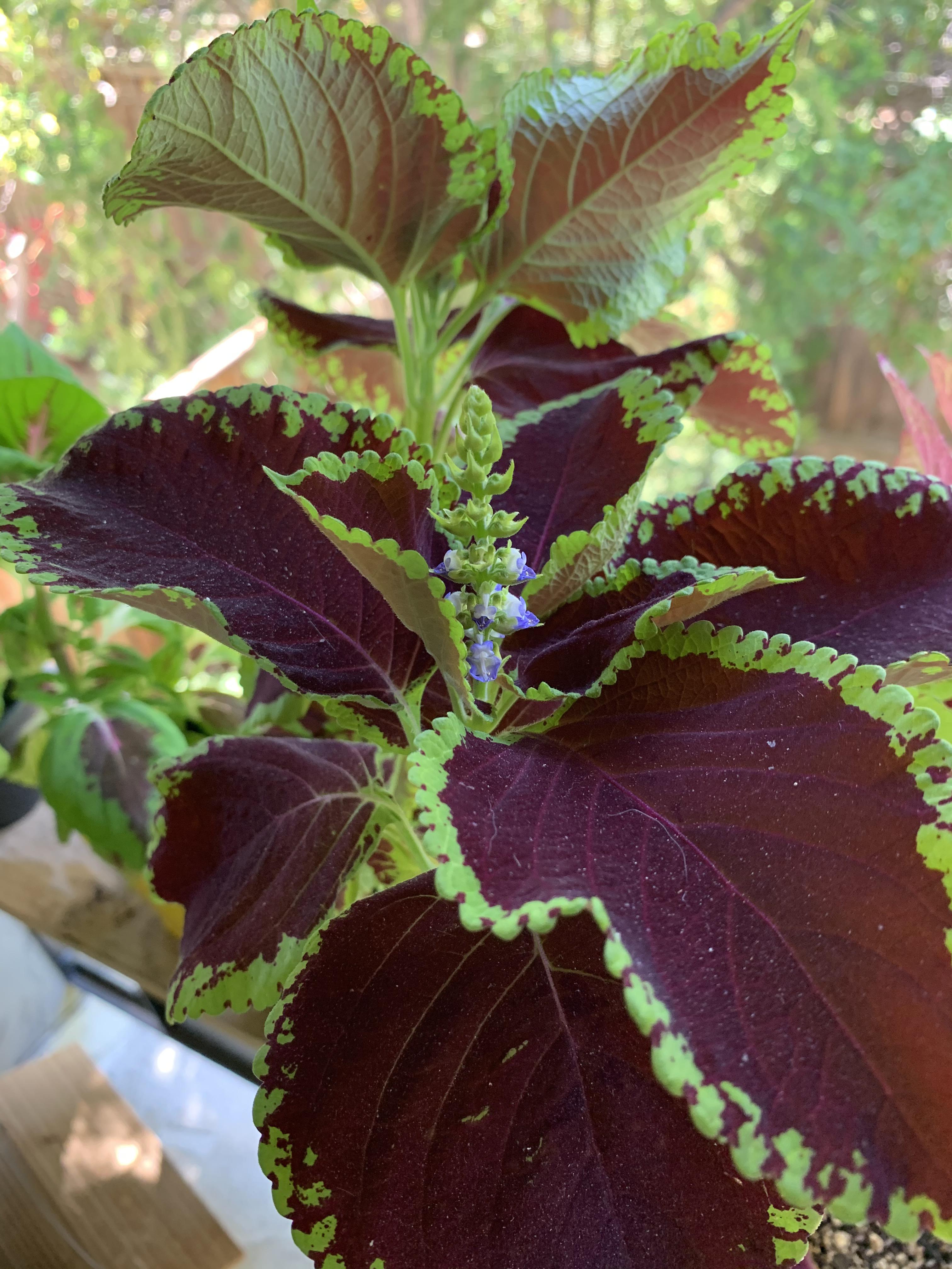 Should I let my coleus continue to flower? I heard it dies afterwards