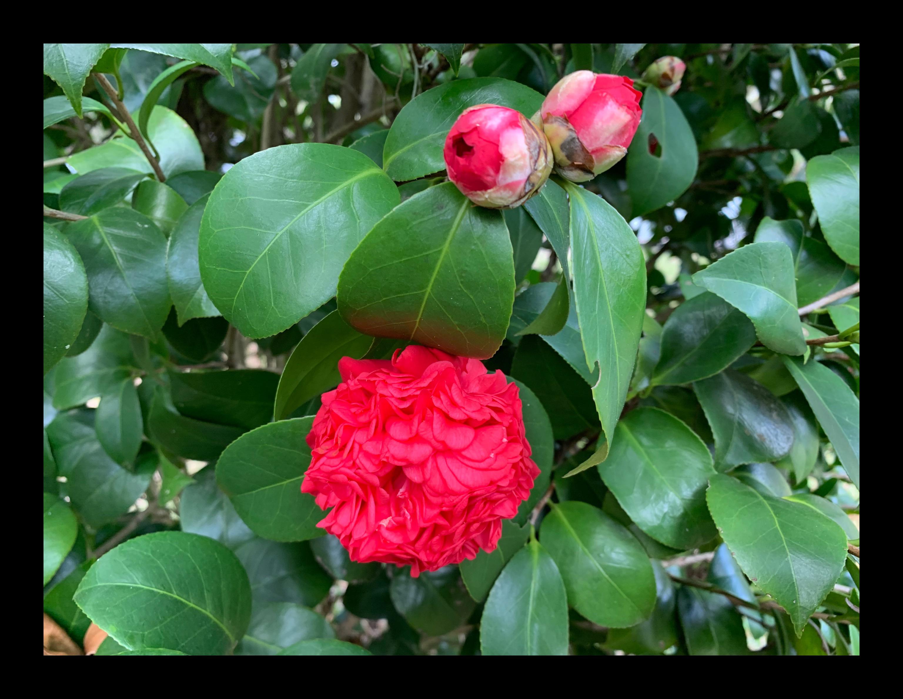 Beautiful camellia I saw while visiting my cousin in Florida r/flowers