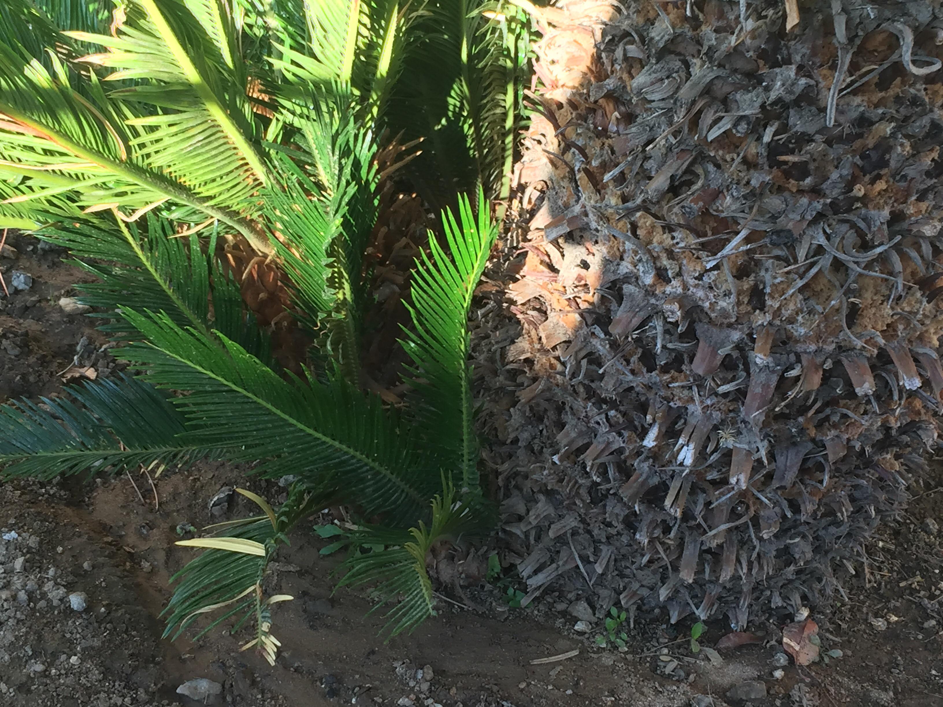 Can these baby palms be removed and replanted elsewhere? r/plantclinic