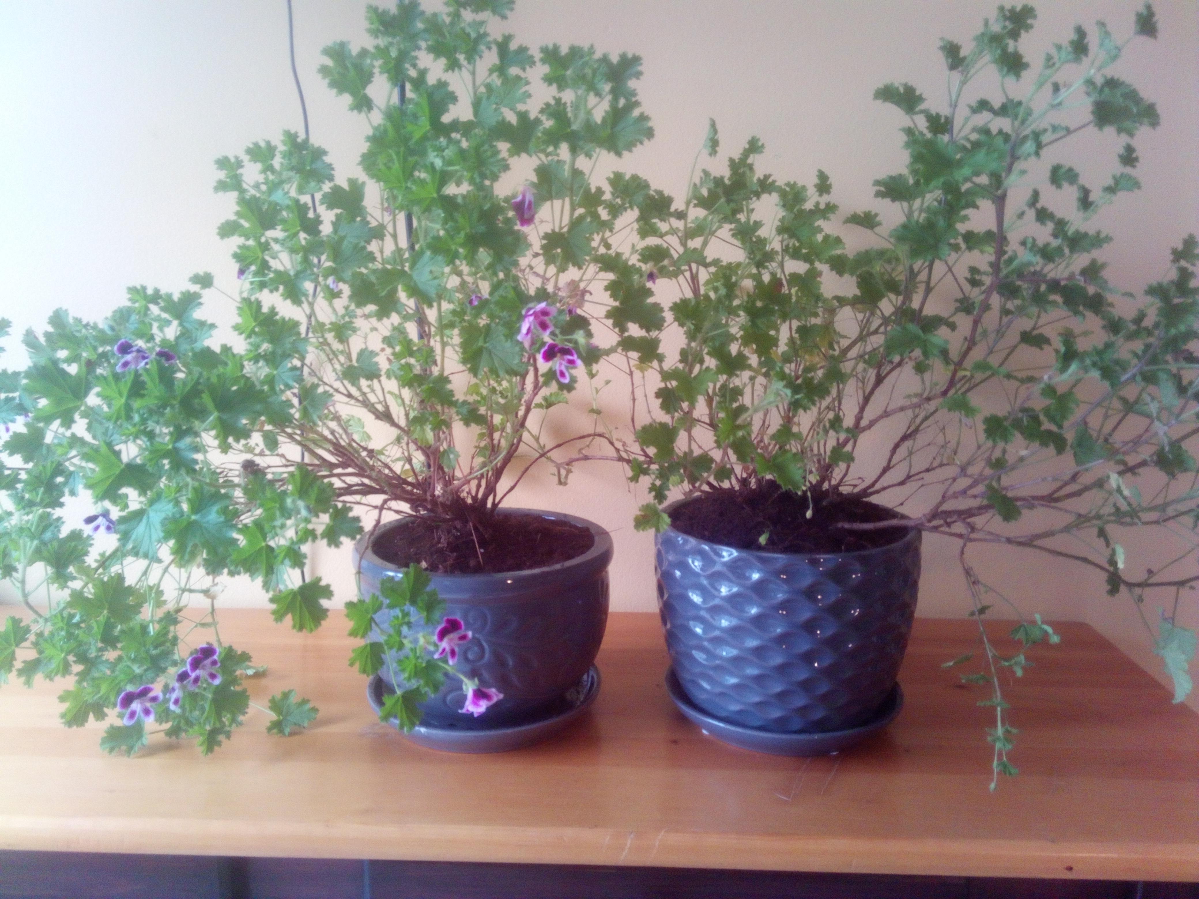 Citrus Geraniums that grow as annuals in my zone so I brought them