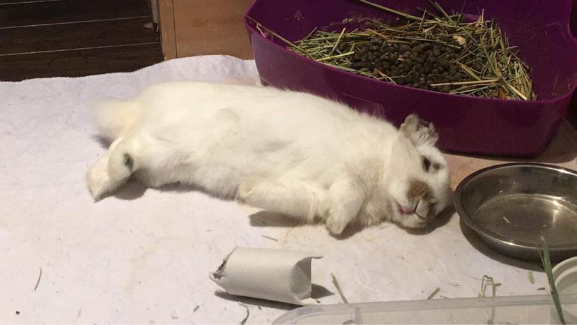 What is he dreaming about? Rabbits