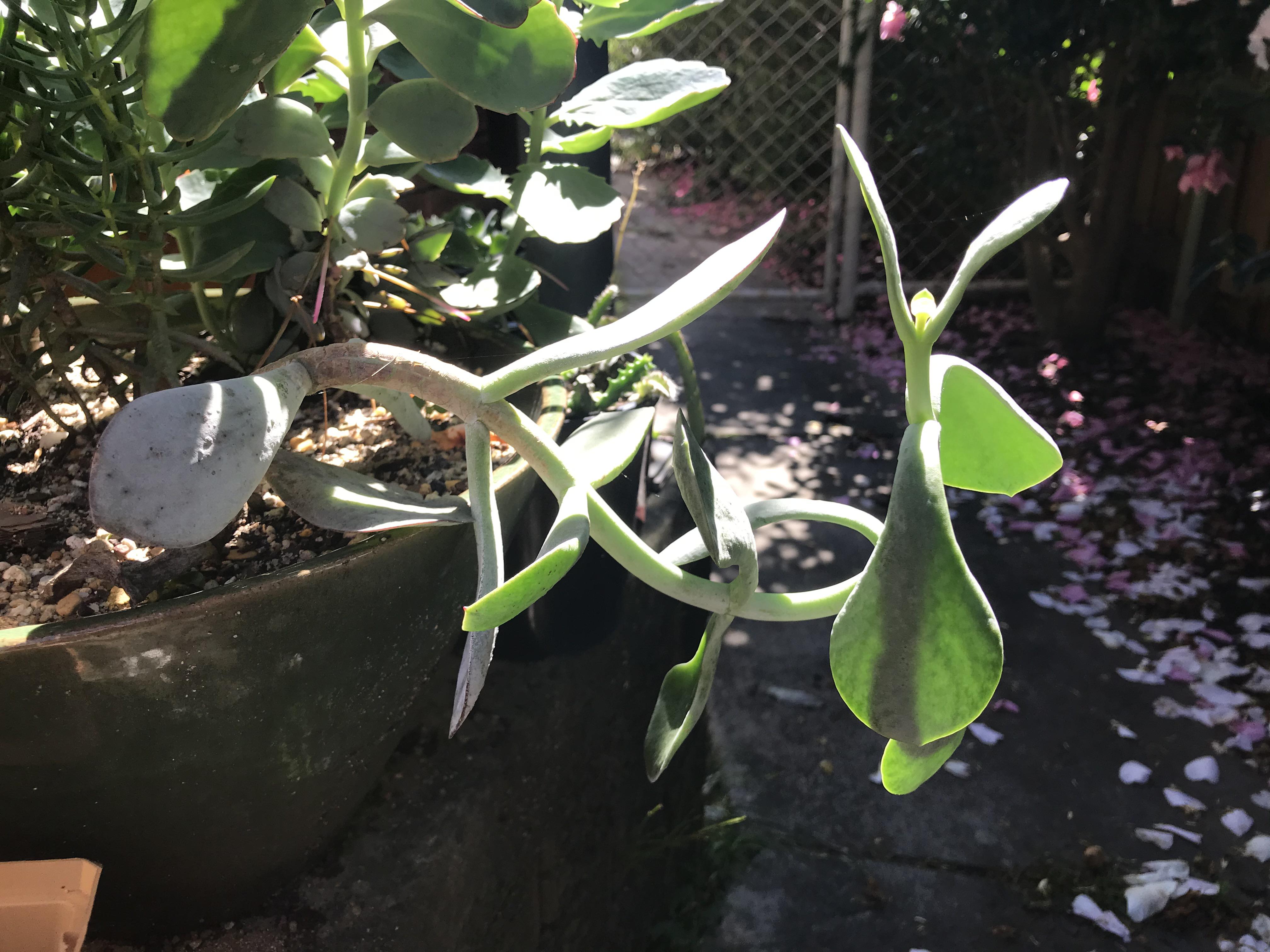 Why is my succulent growing like this?It seems to be heathy as has new