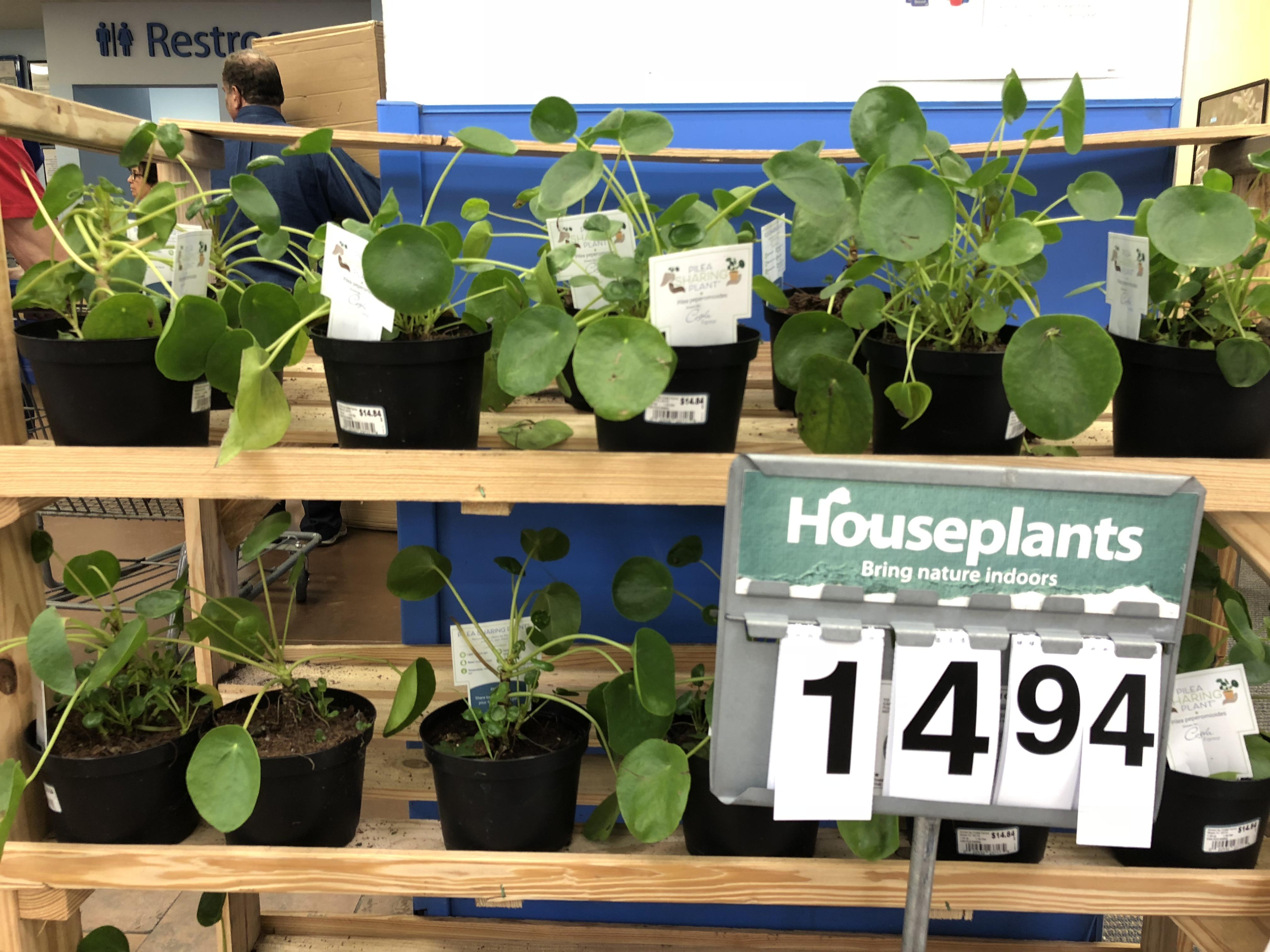 Spotted at Walmart r/houseplants